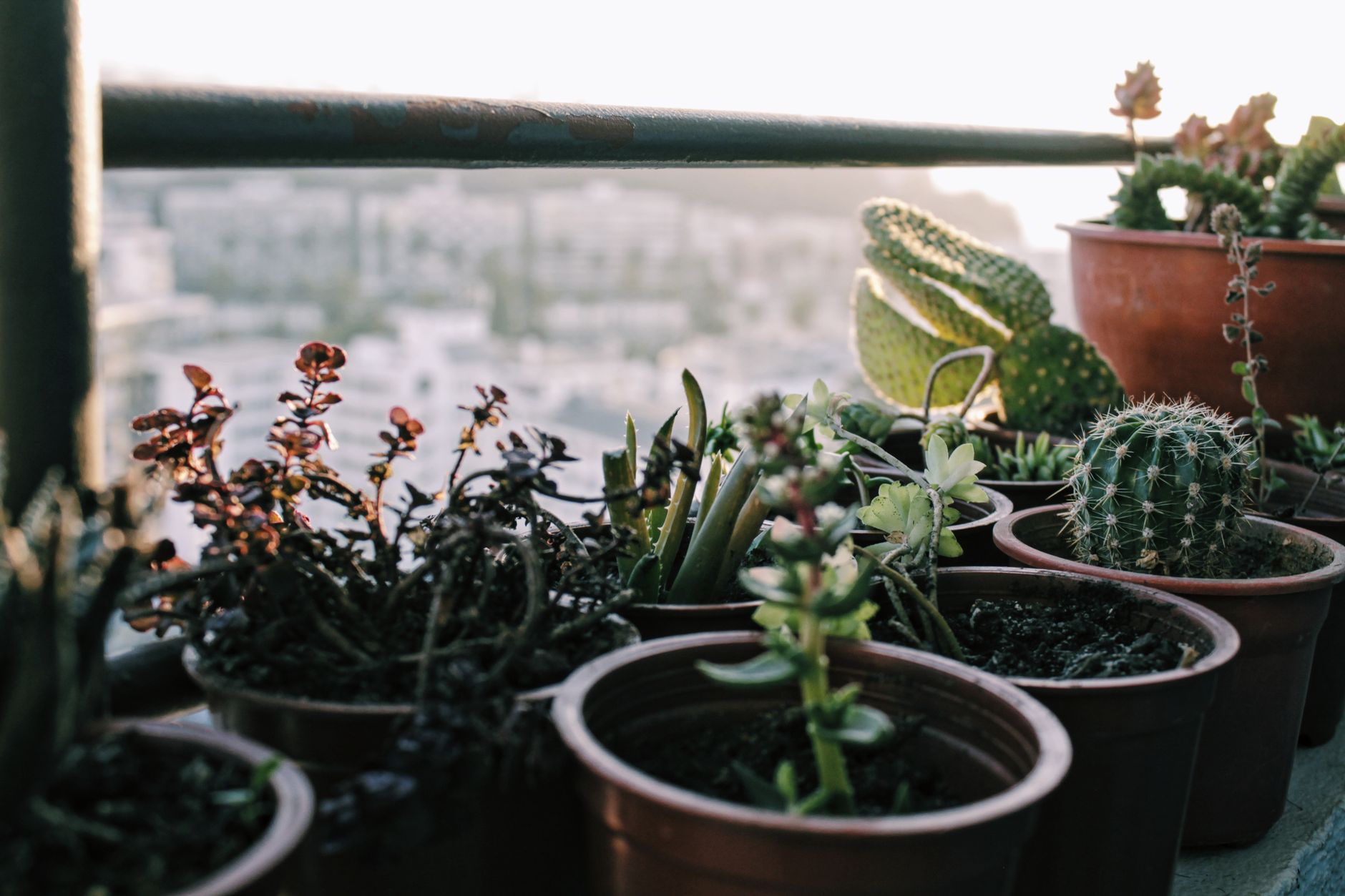 A serene arrangement of succulents and cacti in pots on a sunlit balcony.