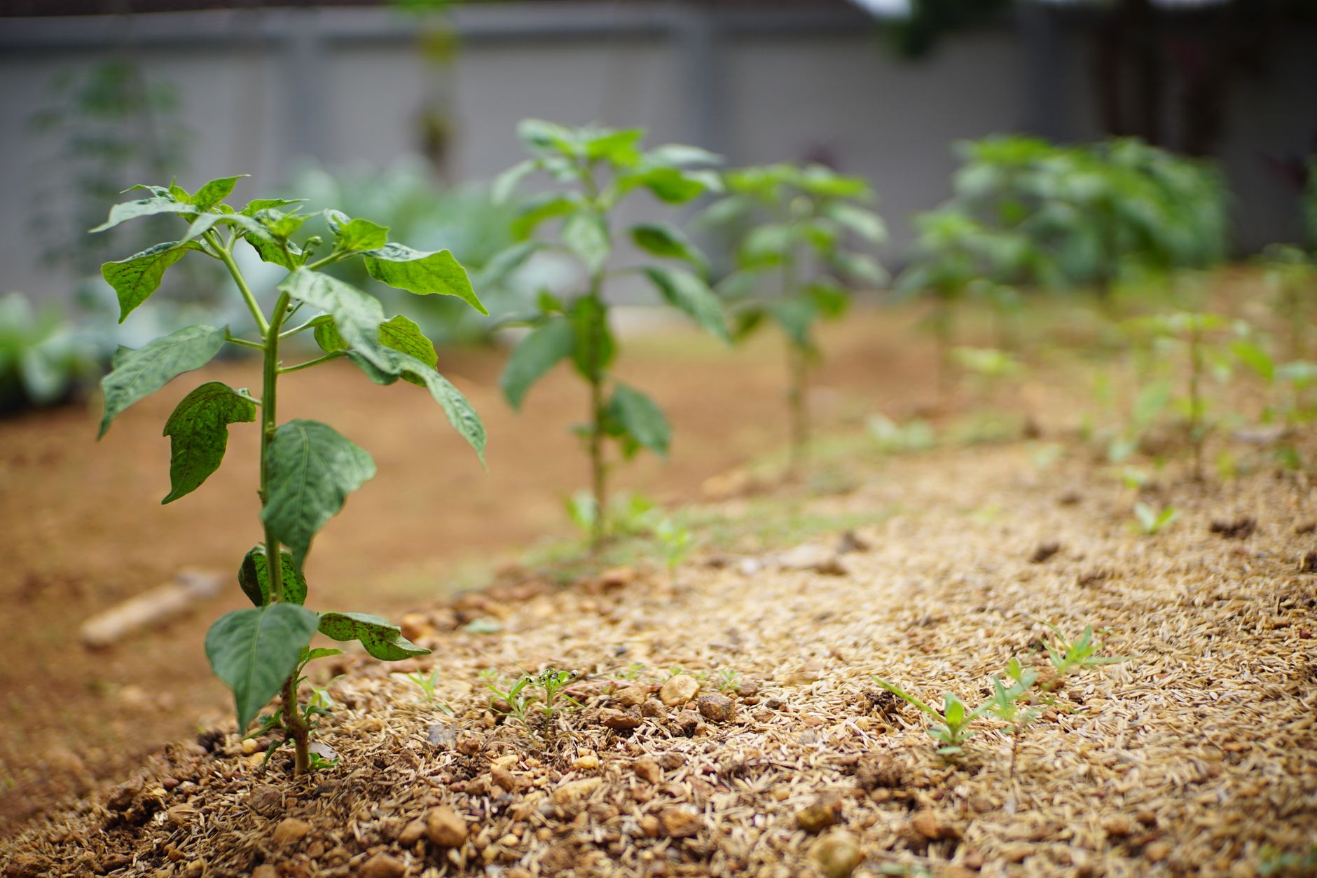 Fresh green plants sprouting in a neatly cultivated garden bed.
