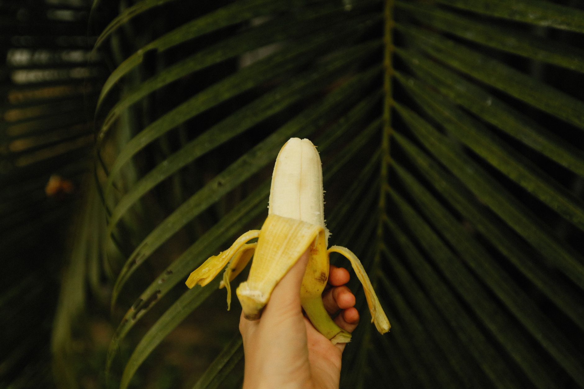 A peeled banana being held in a hand with vibrant green palm leaves as the background.