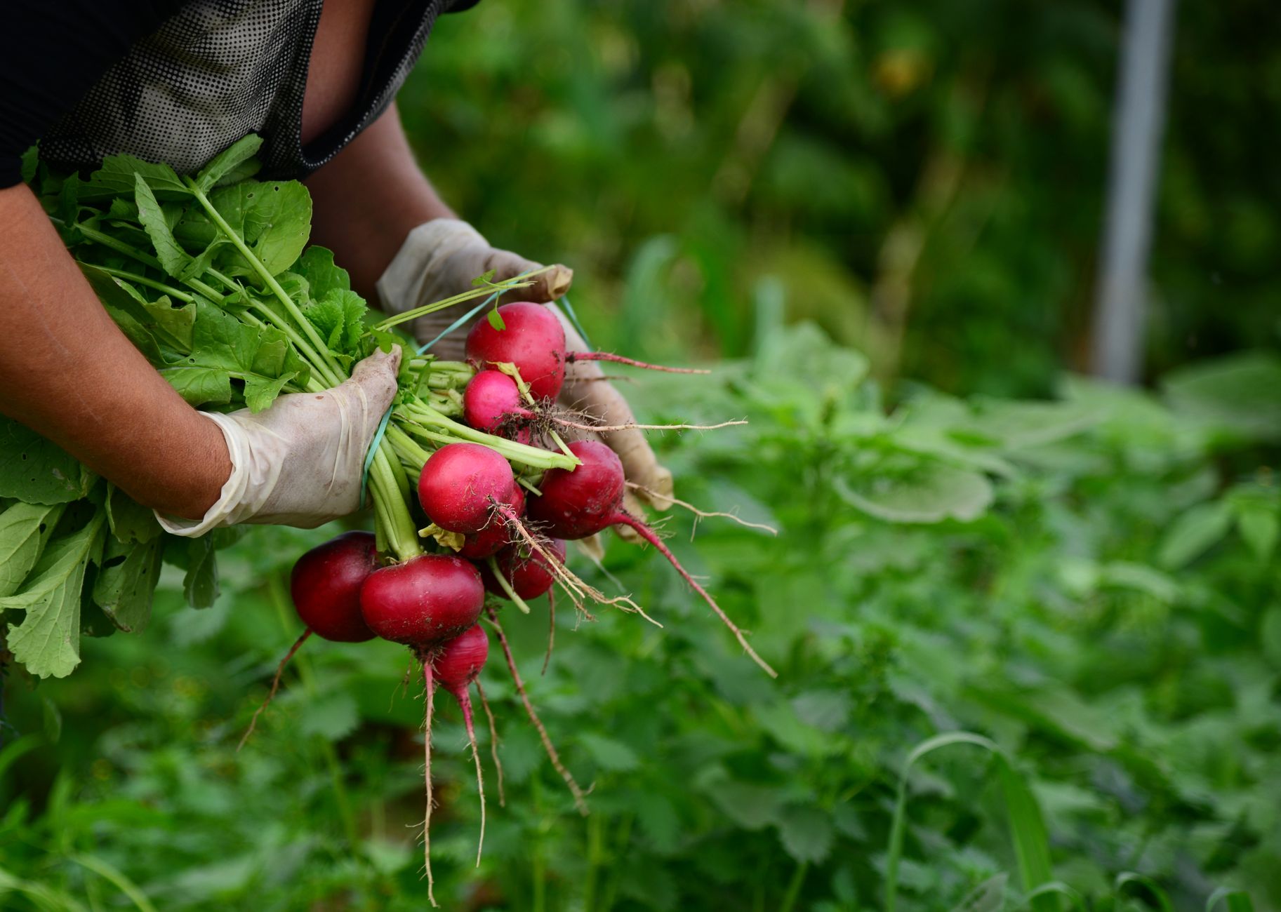 A woman harvesting fresh organic radishes in a lush summer garden, wearing gloves for protection.