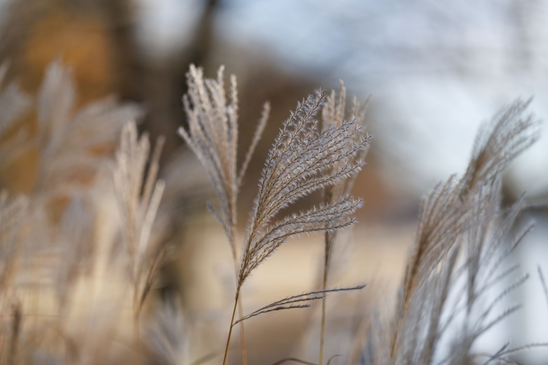 Close-up of pampas grass swaying gently with soft bokeh background.