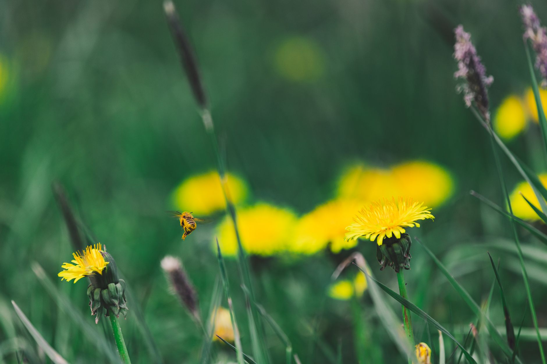 Close-up of a bee hovering near vibrant dandelions in a grassy field, showcasing spring nature.