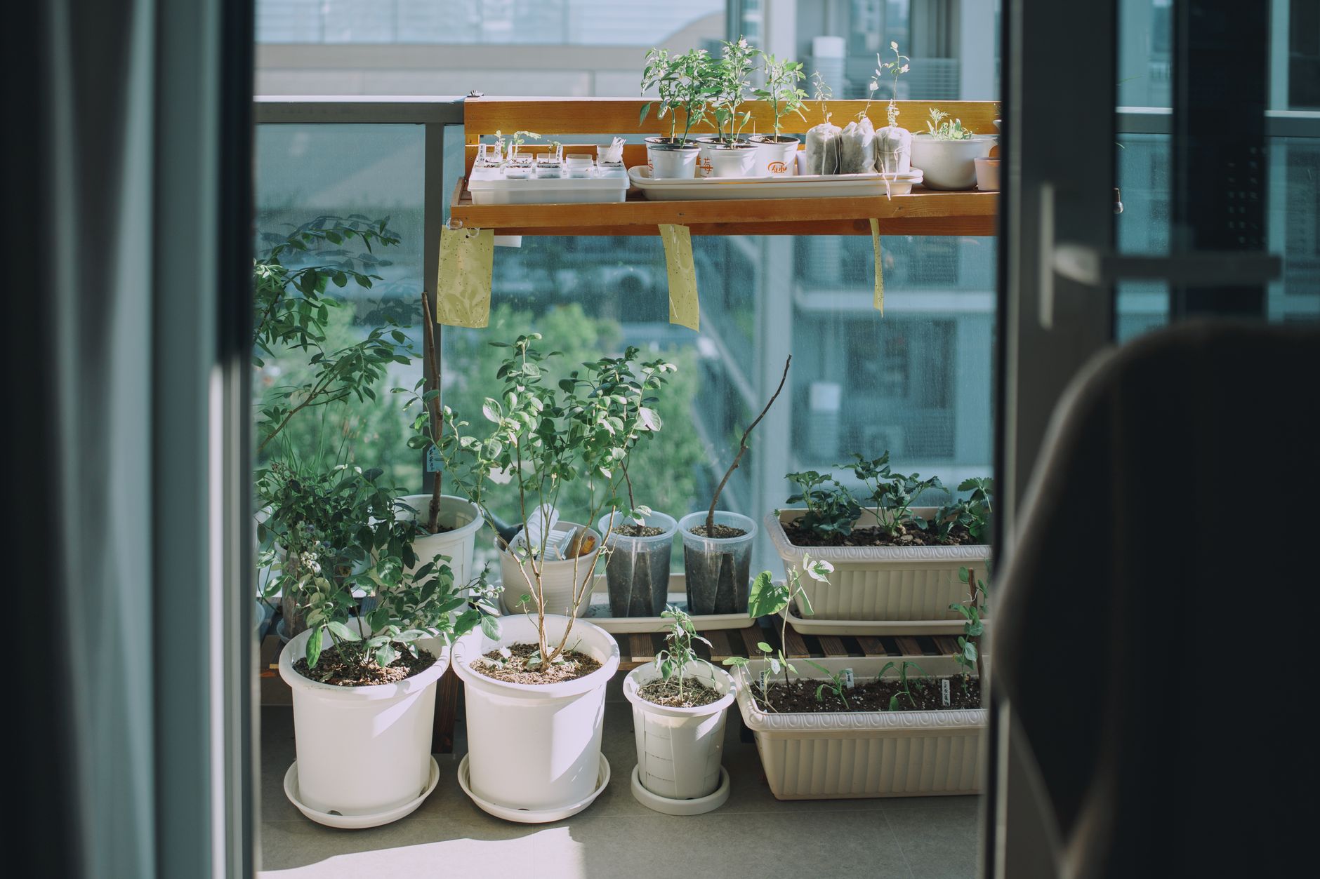 A serene balcony garden with diverse potted plants in sunlight, perfect for urban spaces.