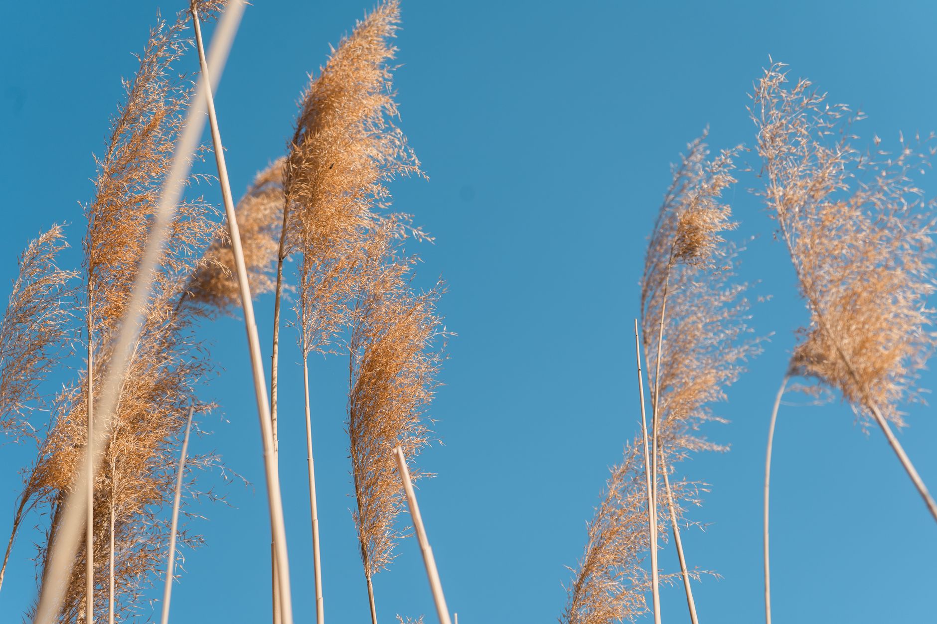 Close-up of golden Pampas grass swaying under a clear blue sky, depicting nature's elegance.