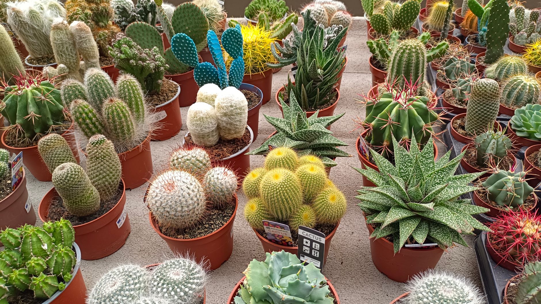 Colorful display of various cacti and succulents in pots, perfect for home decor.