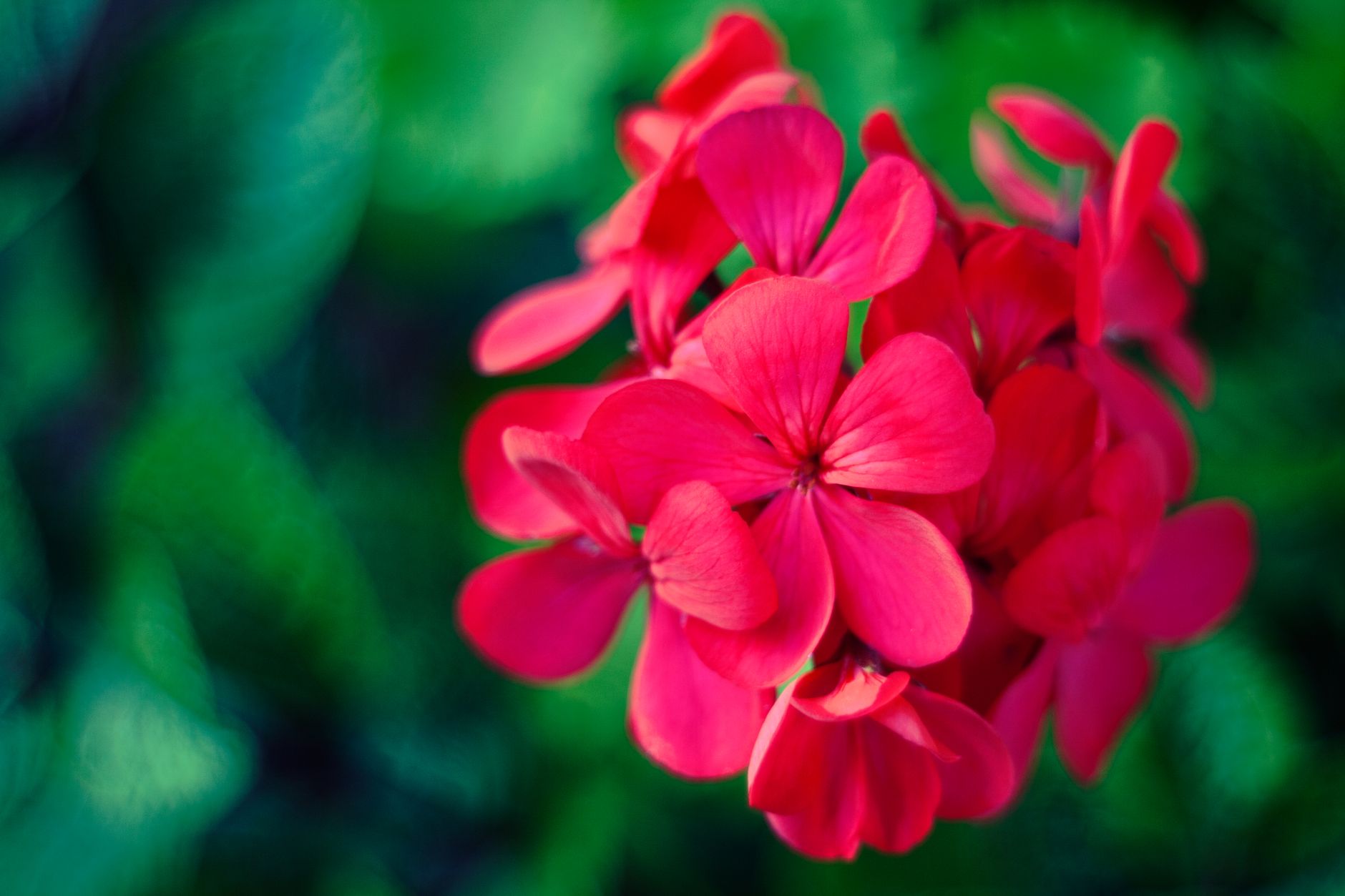 Close-up of vibrant red geranium flowers with green blurred background.