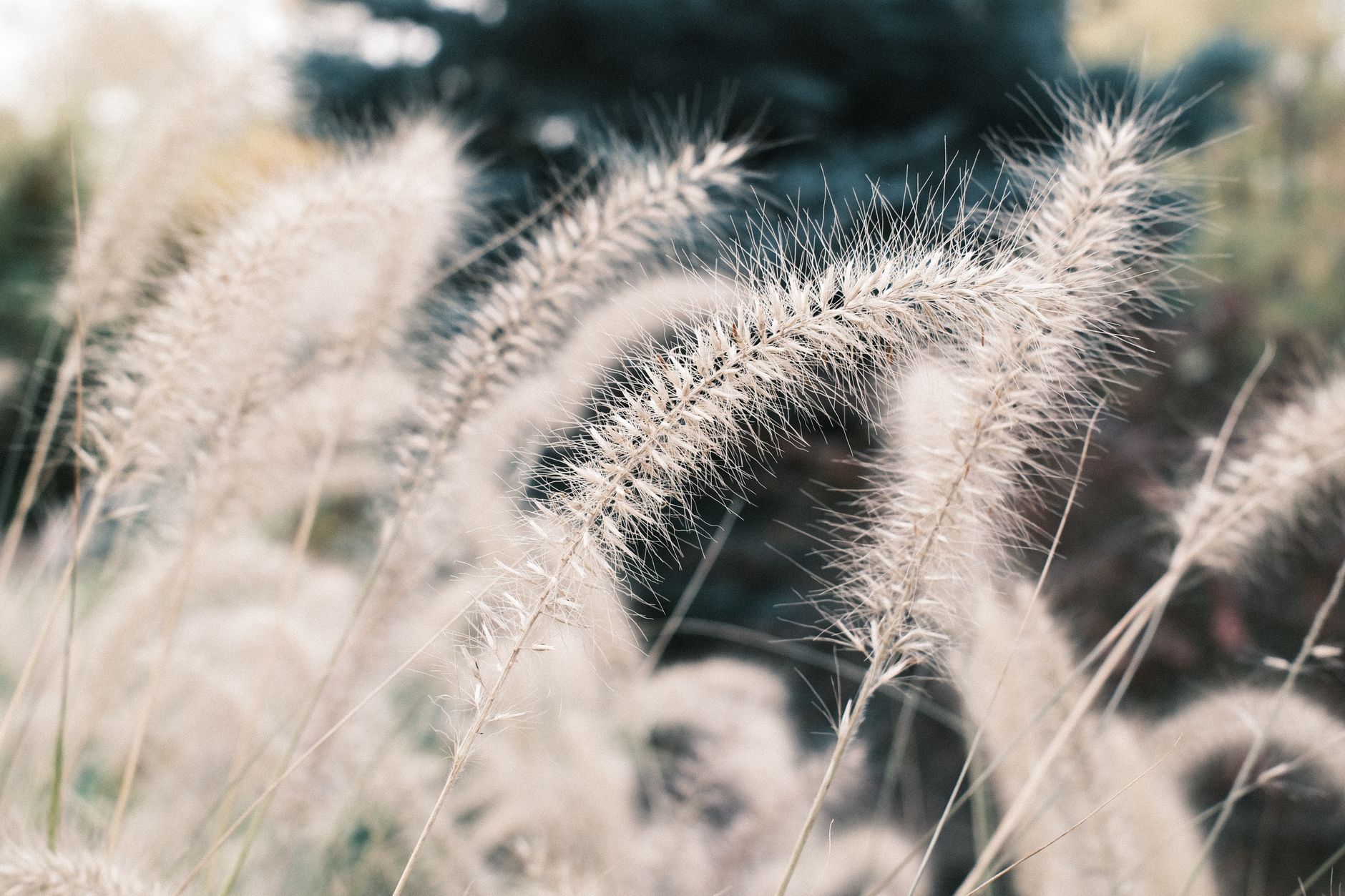 Serene image of pampas grass swaying gently in soft sunlight.
