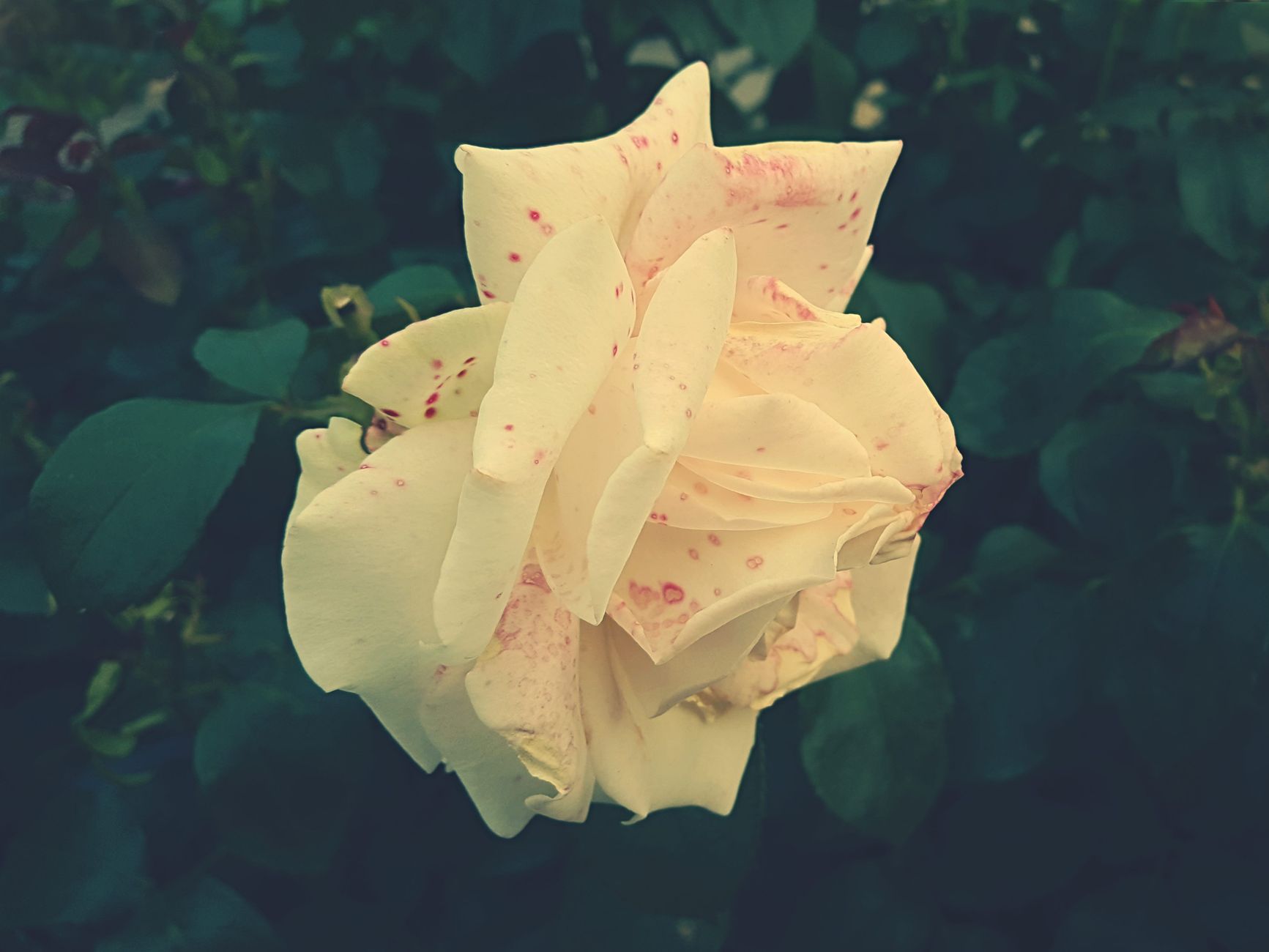 A detailed close-up of a blooming white rose with unique pink spots in a garden setting.