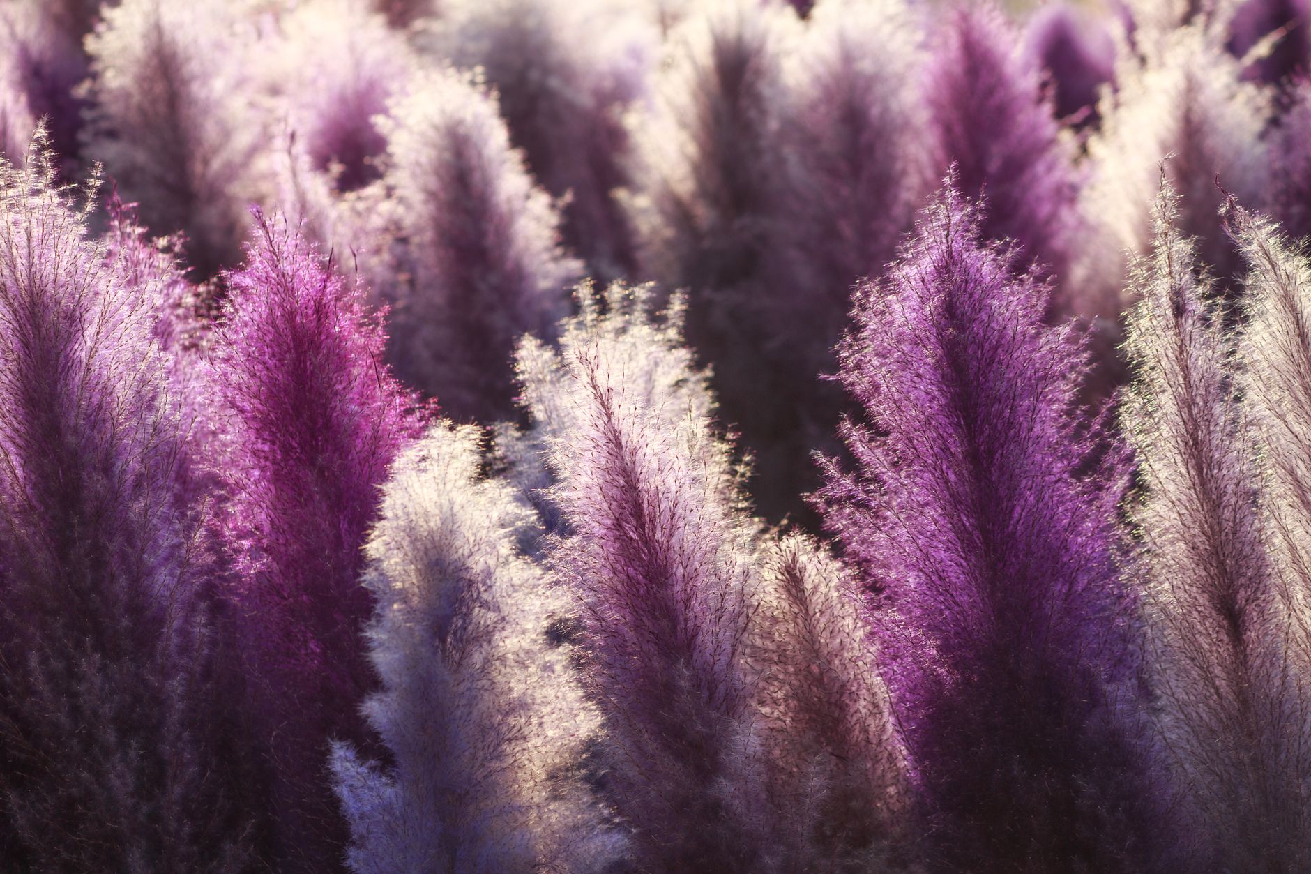 A stunning view of purple pampas grass illuminated by soft sunlight, highlighting its vibrant colors.