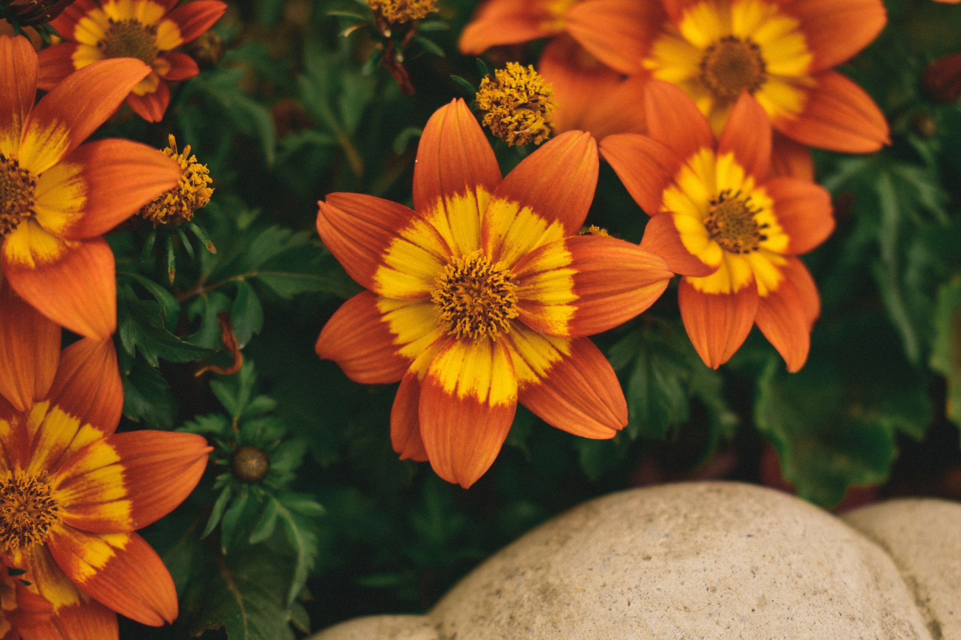 Close-up of vibrant orange and yellow Bidens ferulifolia flowers captured in natural light, showcasing intricate detail.