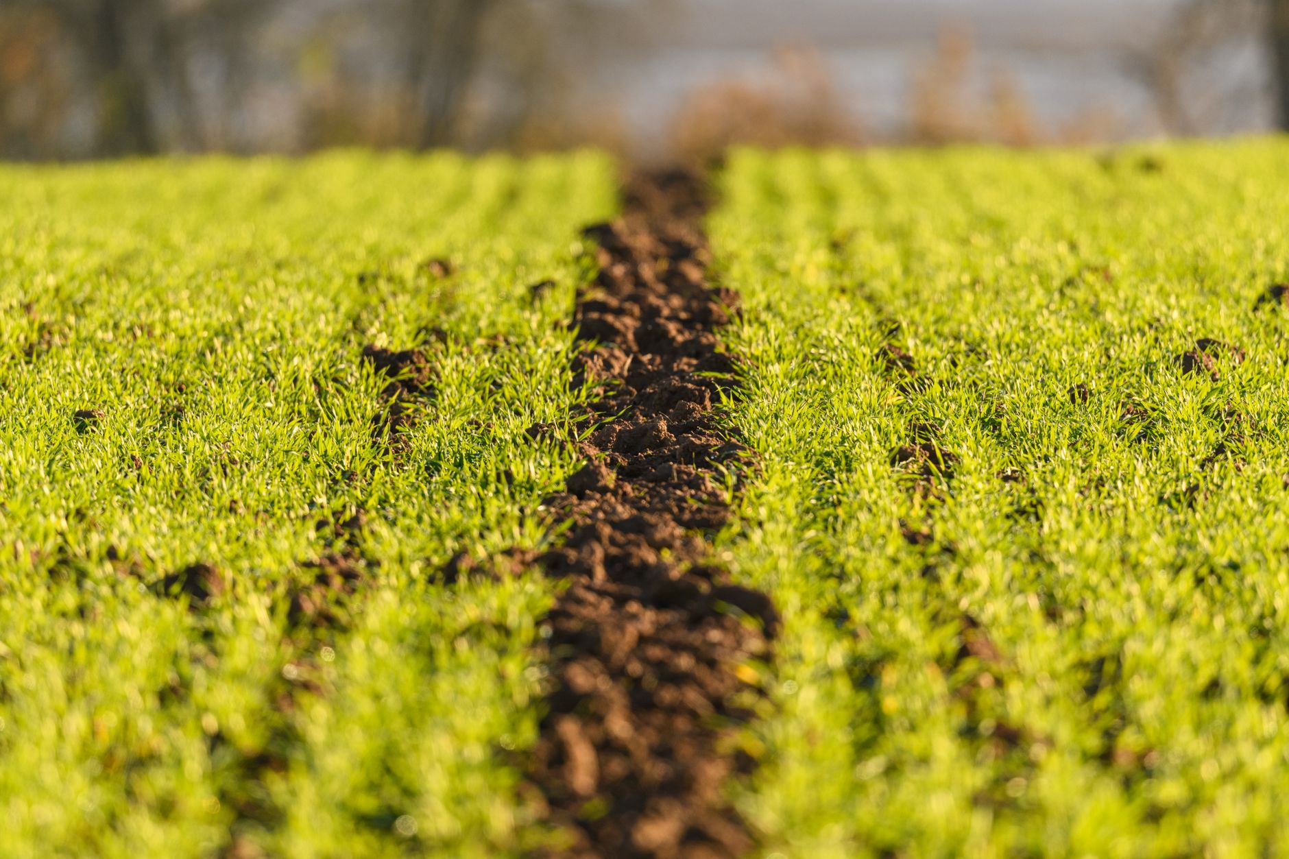 A vibrant green field with freshly plowed soil, highlighting agricultural growth in spring.