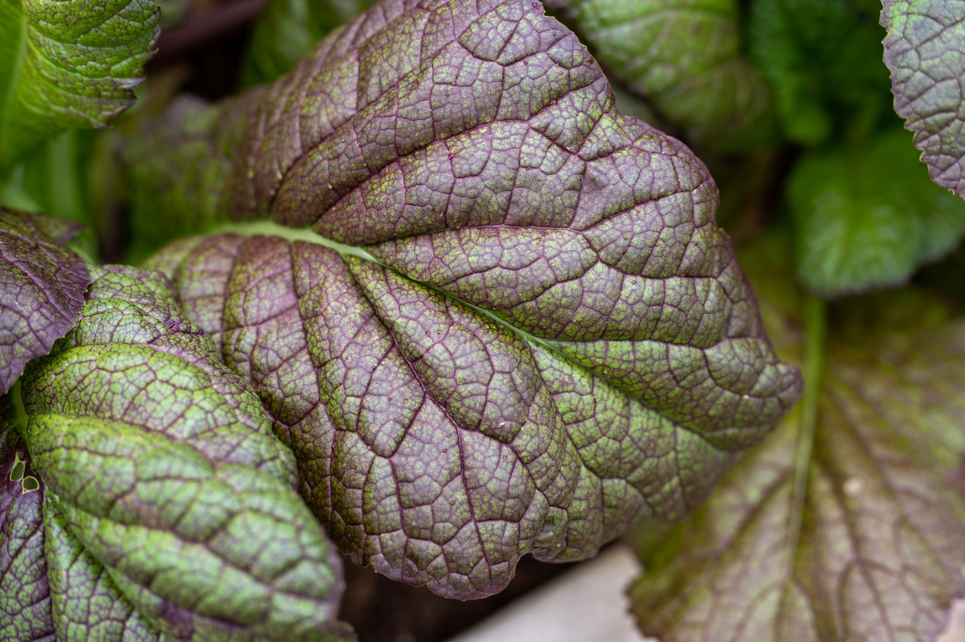 Detailed close-up of a vibrant Japanese giant red mustard leaf showcasing its texture and veins.