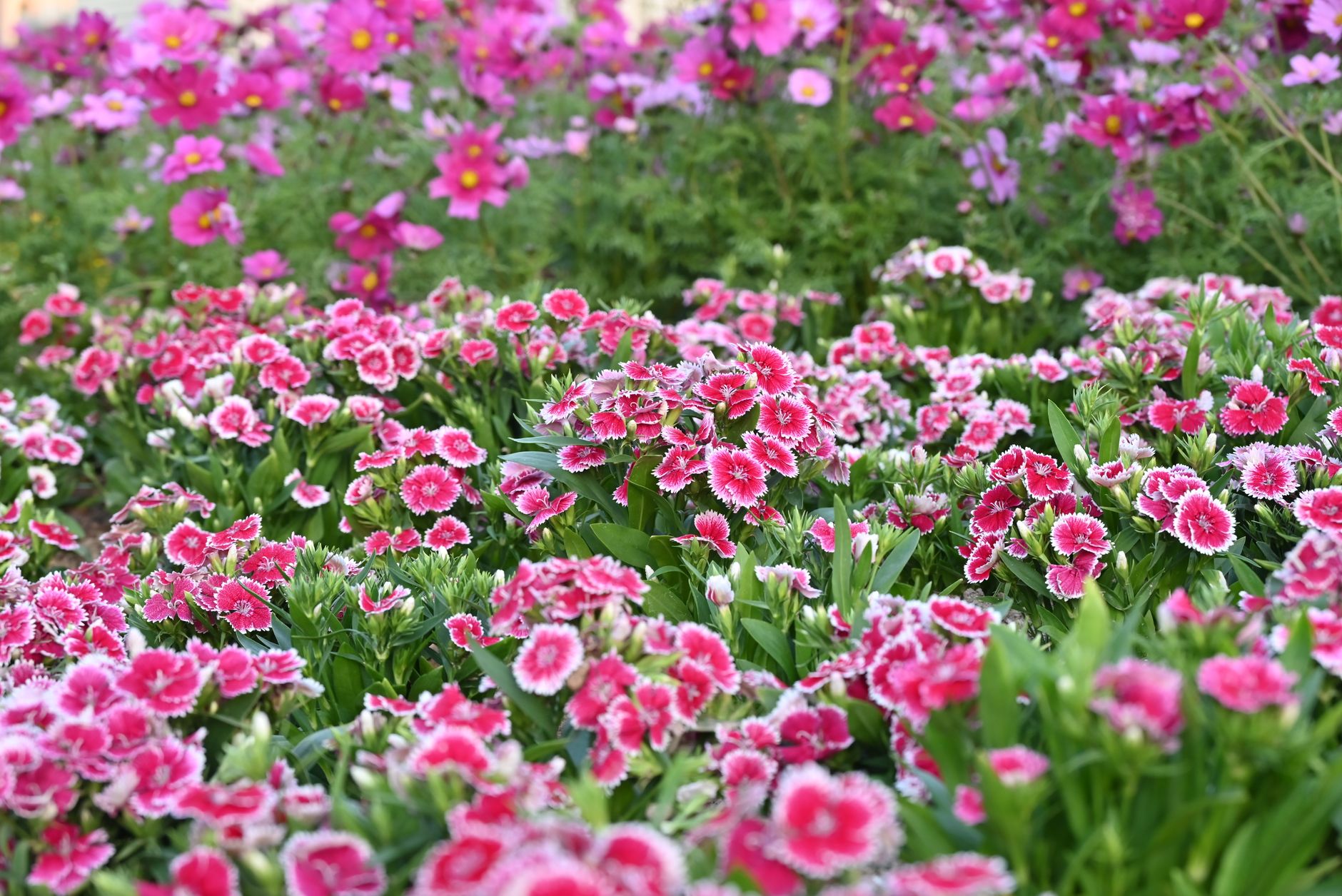 A stunning display of pink Dianthus and Cosmos flowers in full bloom, creating a colorful garden scene.