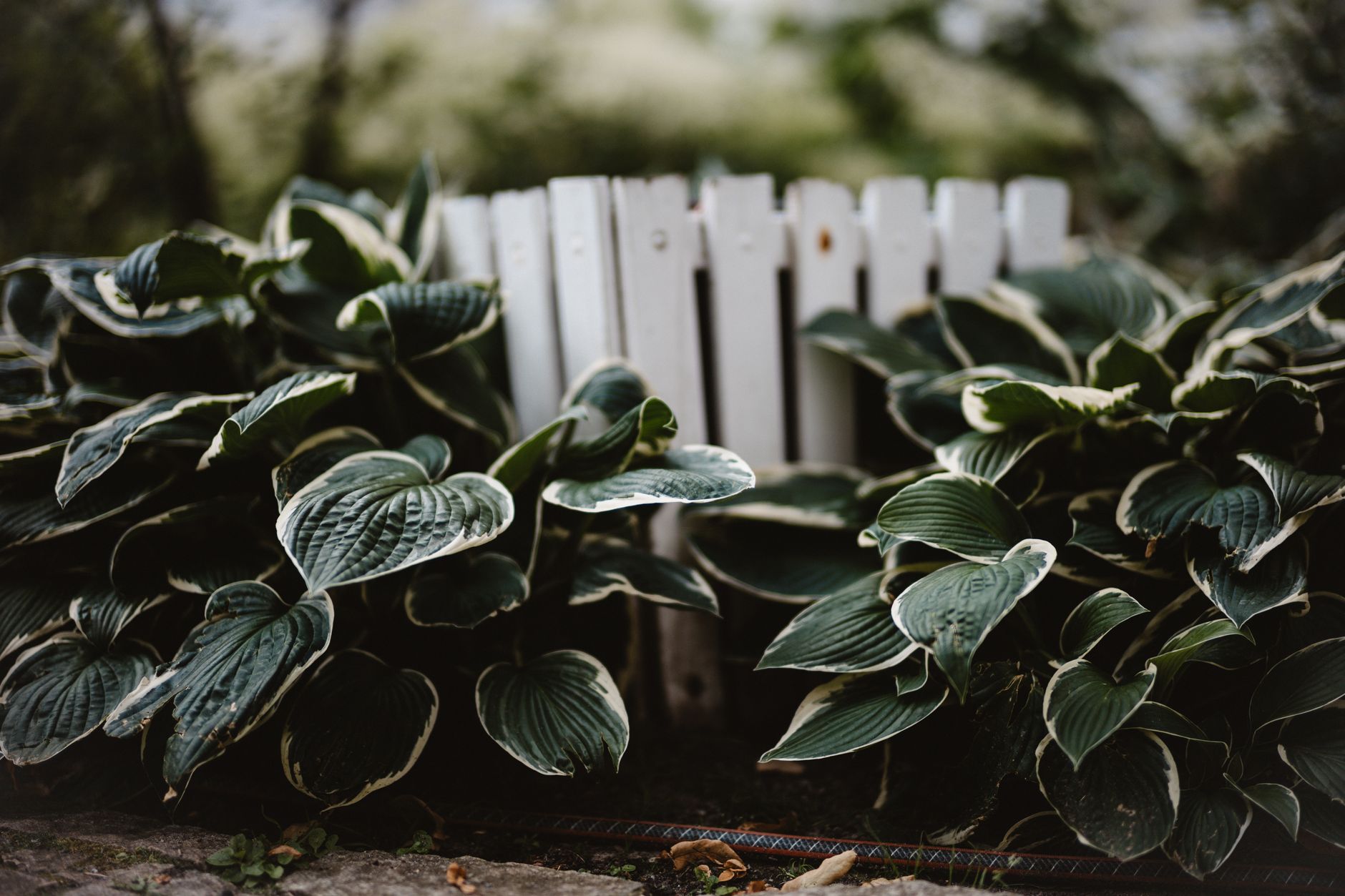 Vibrant hosta plants in a garden setting with a rustic white fence backdrop.