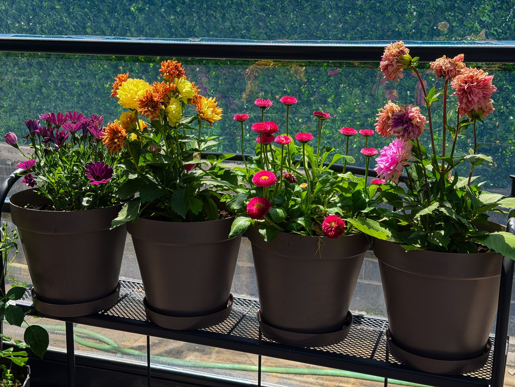 Colorful flowers in pots on a sunlit balcony, capturing a lively summer vibe.