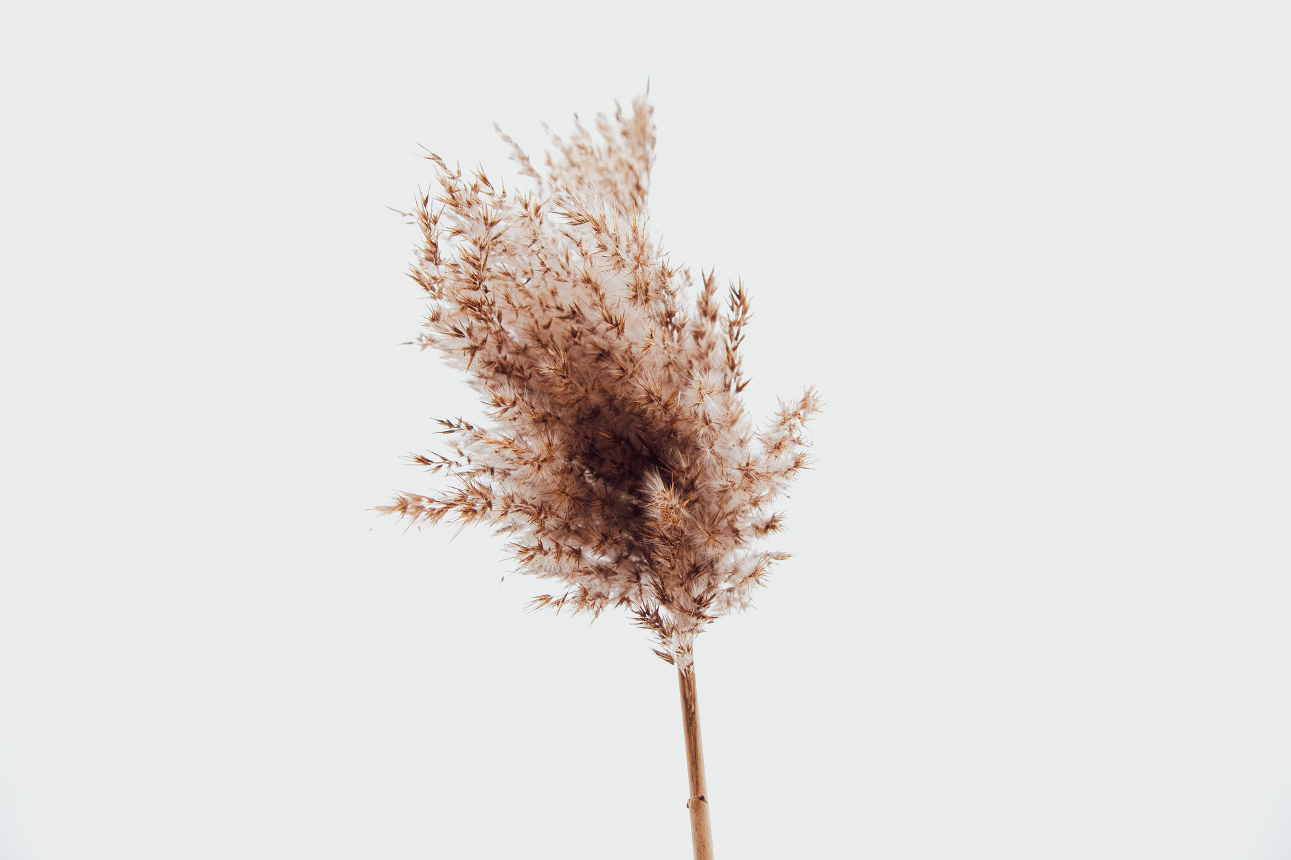 Minimalist close-up of pampas grass with delicate textures on a white background, symbolizing simplicity and elegance.