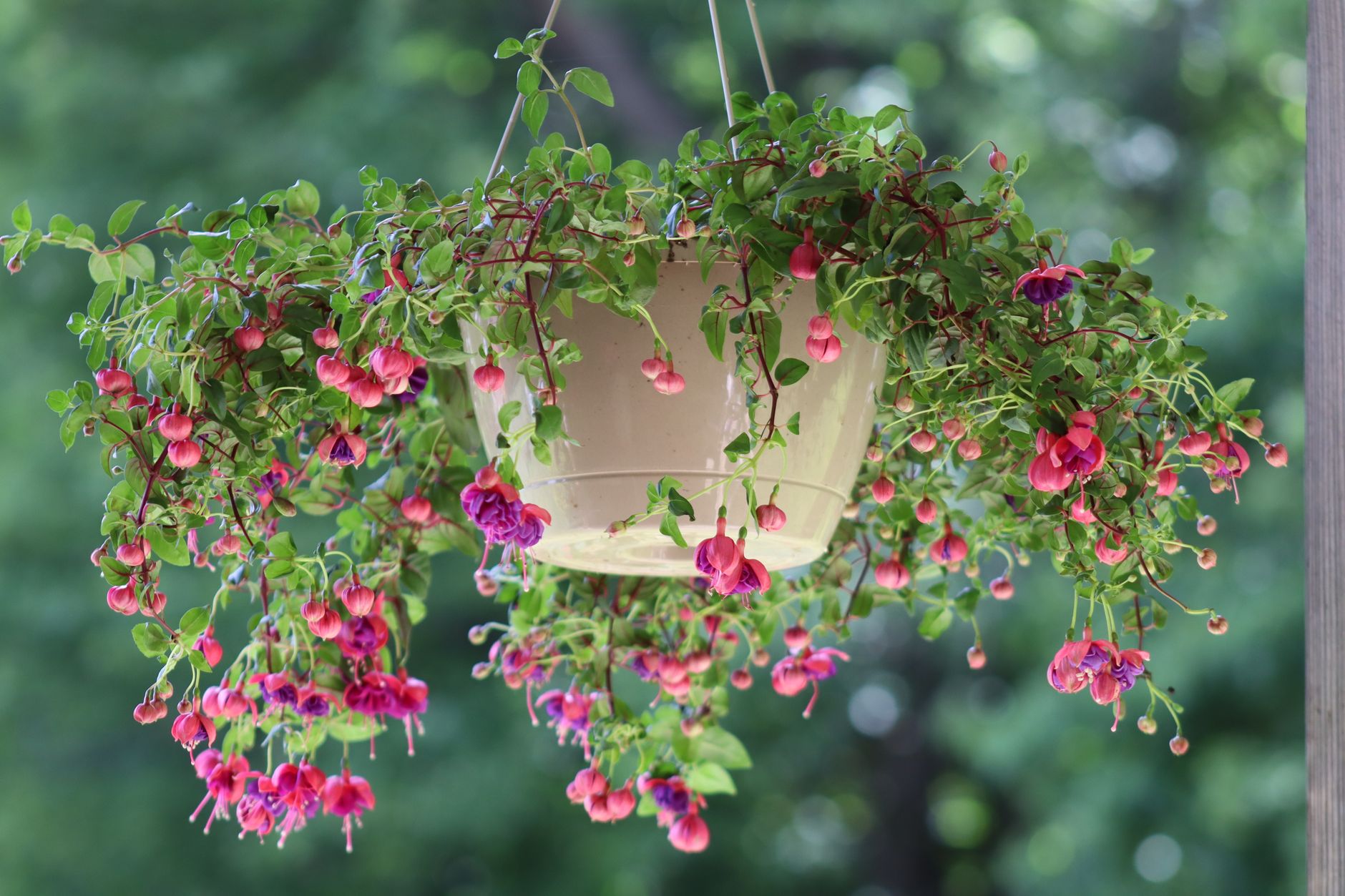 Colorful fuchsia flowers bloom in a hanging basket against lush greenery.