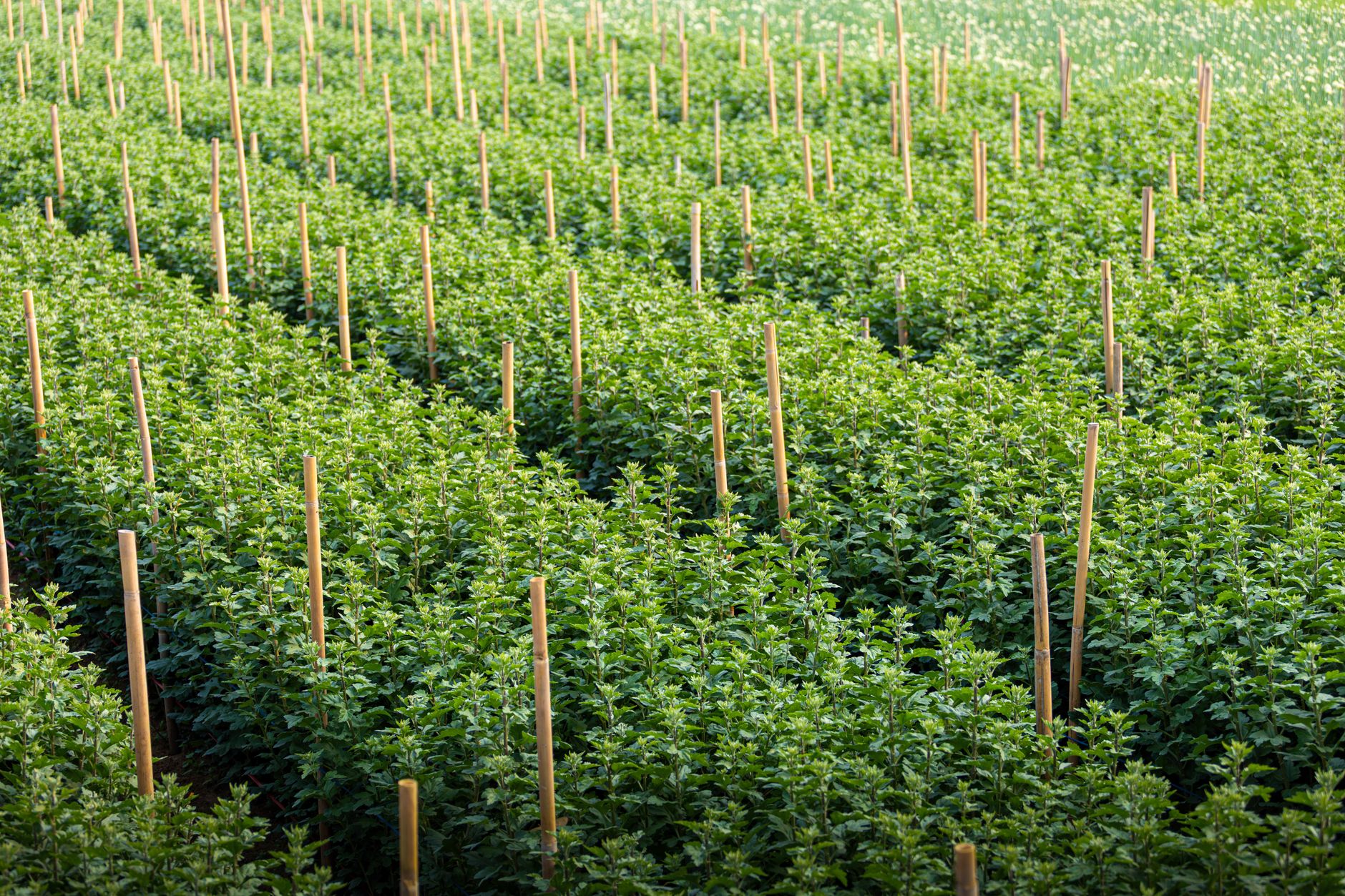 Rows of flourishing chrysanthemum plants with support stakes in Hanoi, Vietnam's lush summer landscape.