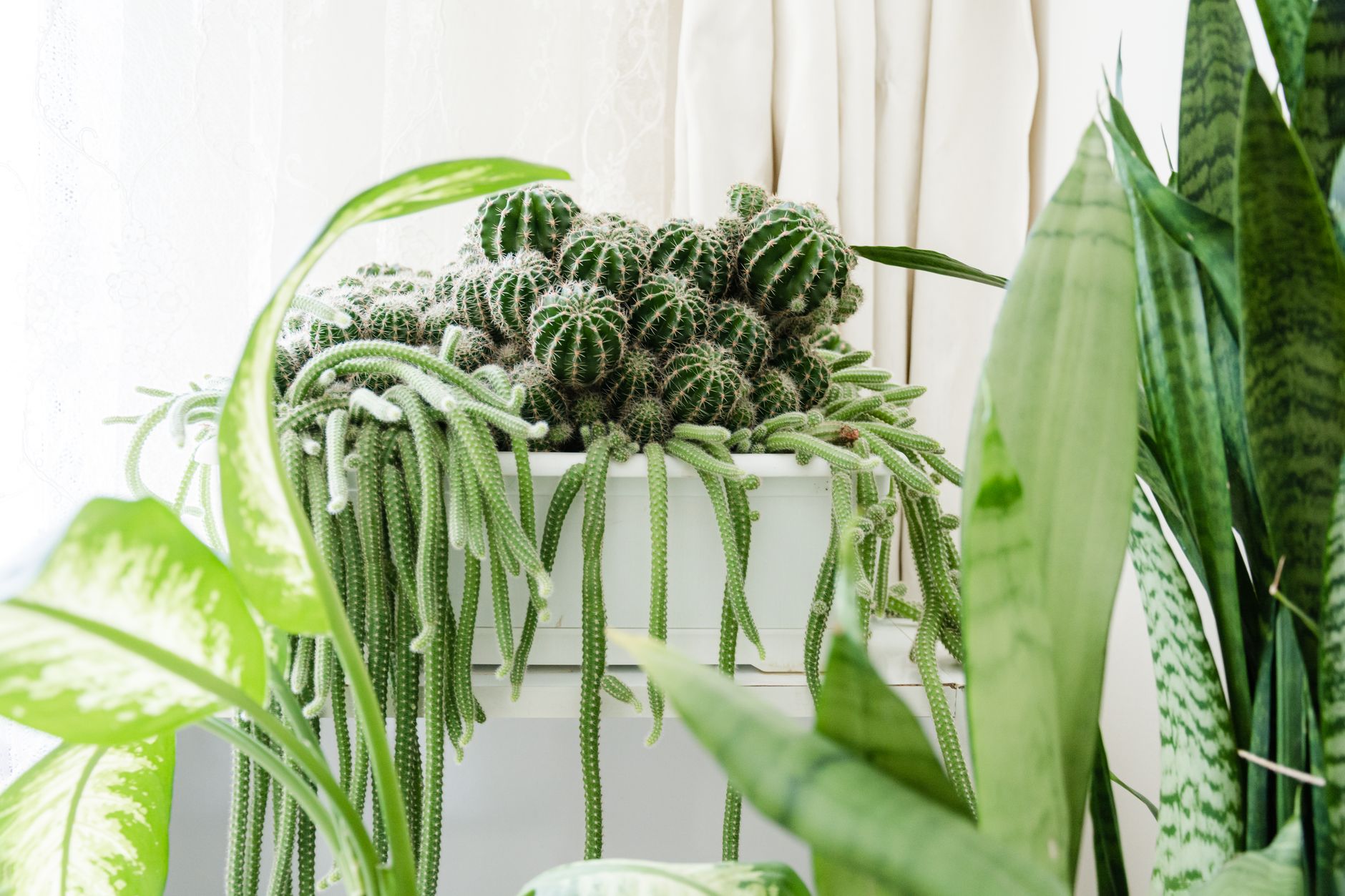 A vibrant indoor display of succulents and cacti with lush greenery in natural light.