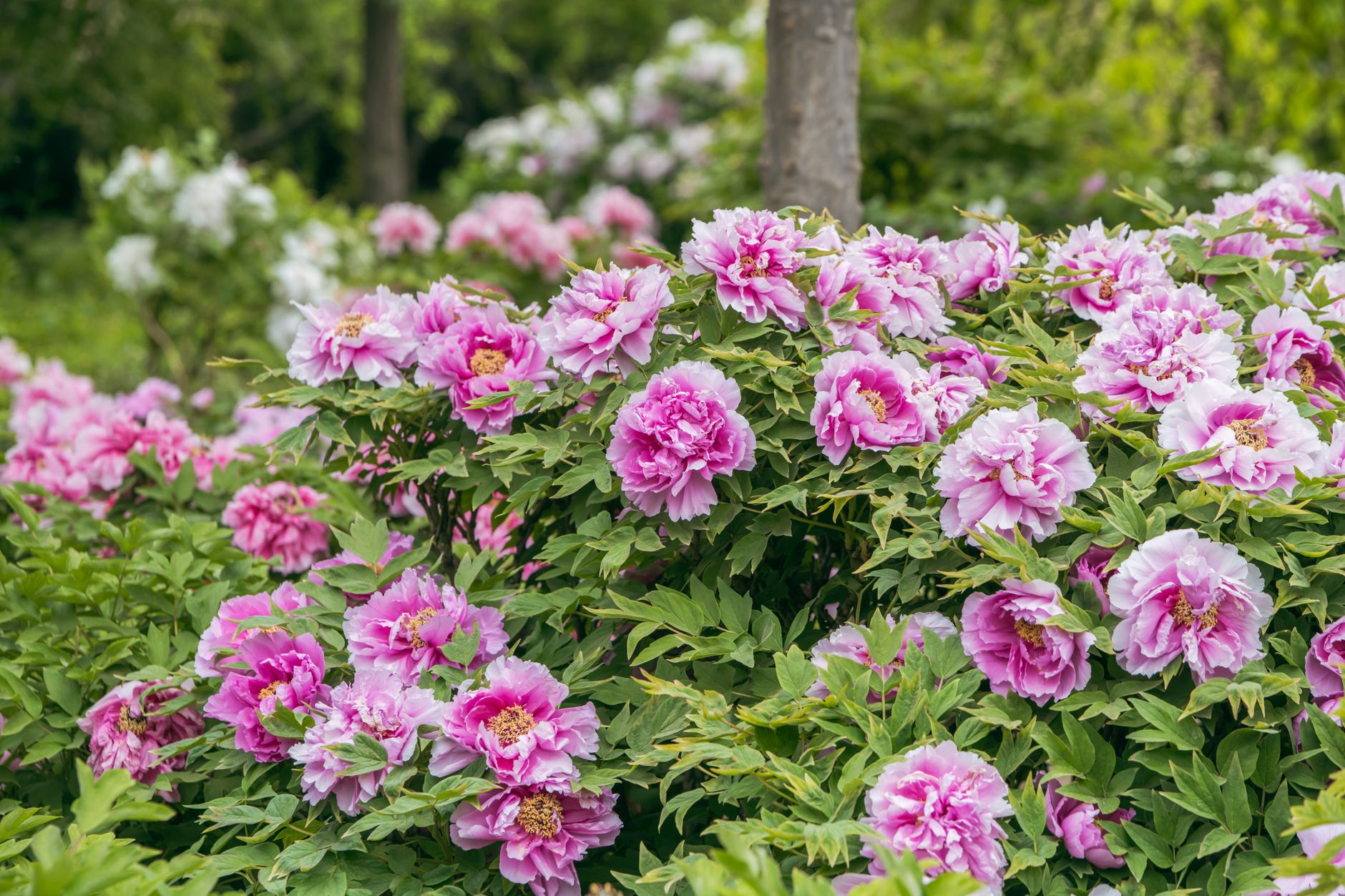 Vibrant pink peony bushes blooming in lush garden setting, showcasing nature's beauty.