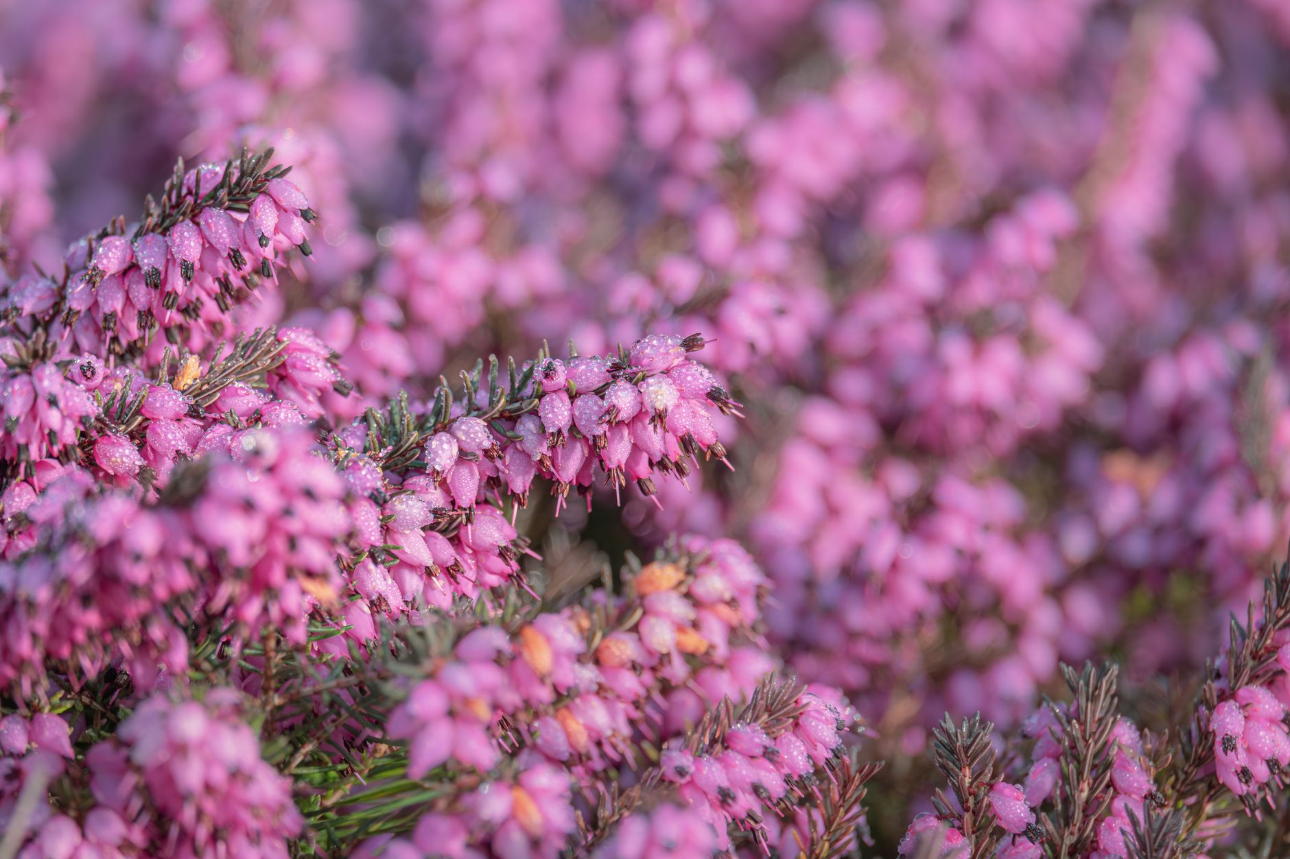 Close-up of vibrant pink heather (Calluna vulgaris) flowers in full bloom outdoors.