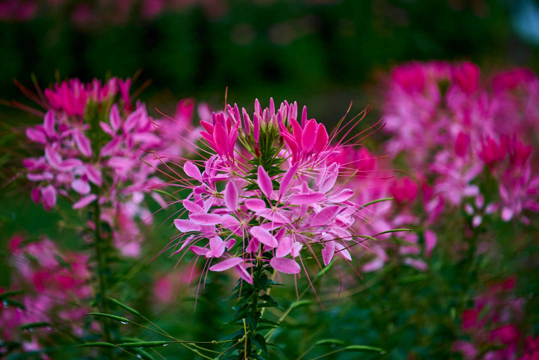 Beautiful close-up of pink Cleome flowers blooming in a garden setting.