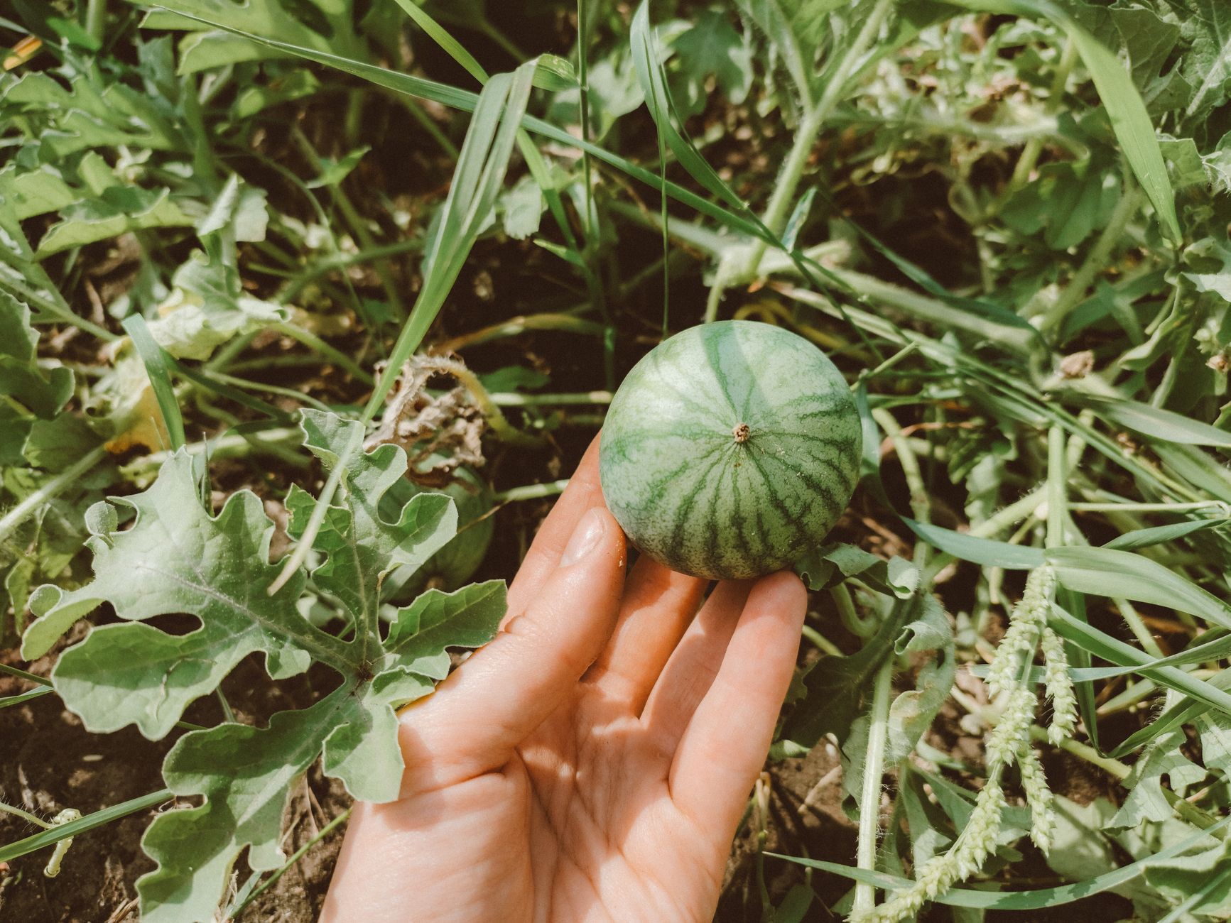 Hand holding a small watermelon in a garden setting, surrounded by green leaves.