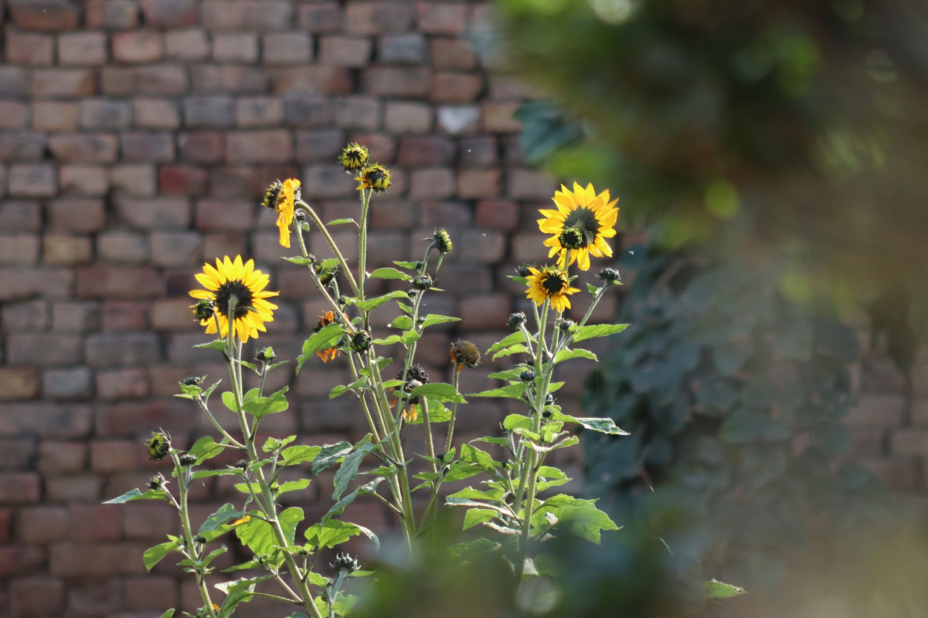 Bright sunflowers bloom against a rustic brick wall, capturing natural beauty.