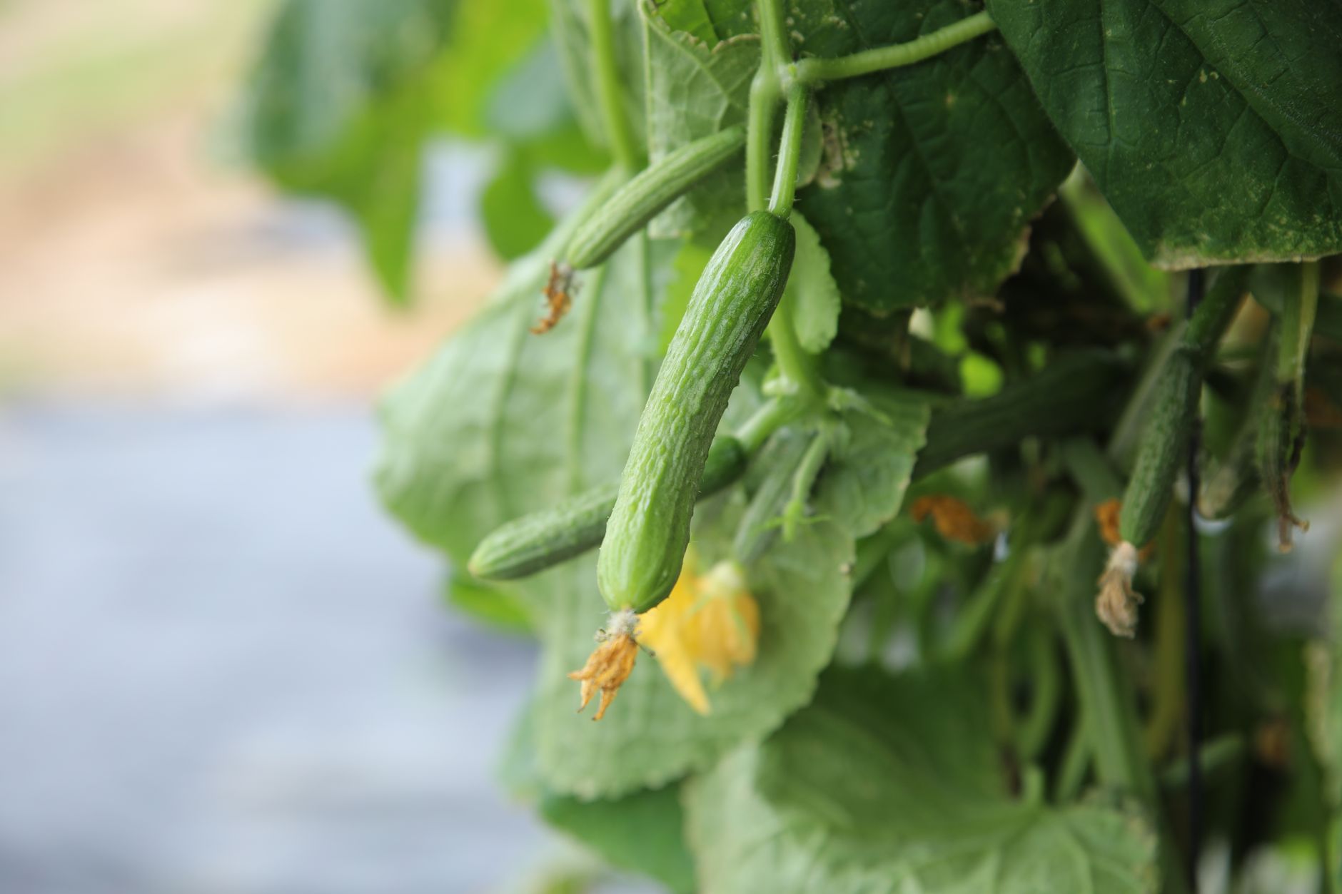 A detailed image of young cucumbers growing on the vine with leaves and flowers visible.