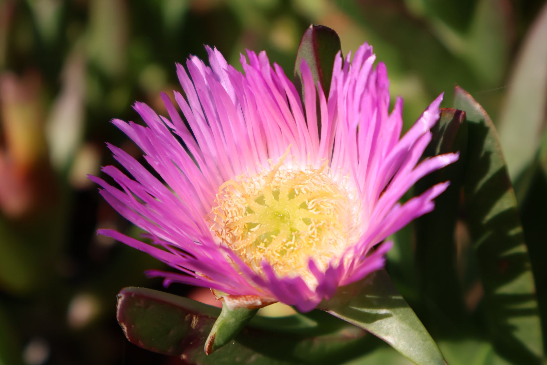 Closeup of a vivid pink Ice Plant flower showing delicate yellow center under bright sunlight.
