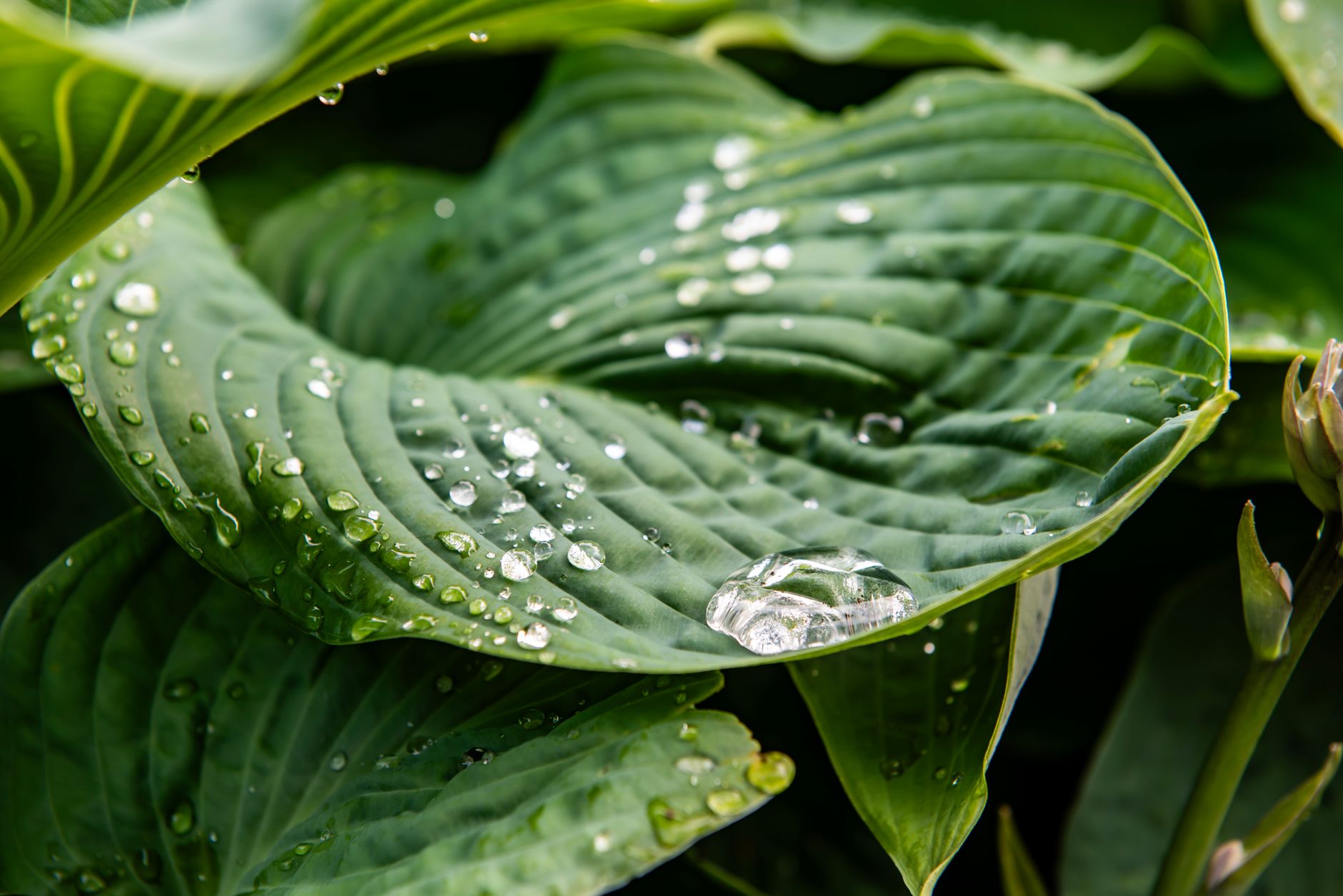 Close-up of vibrant green leaves adorned with raindrops, showcasing freshness.