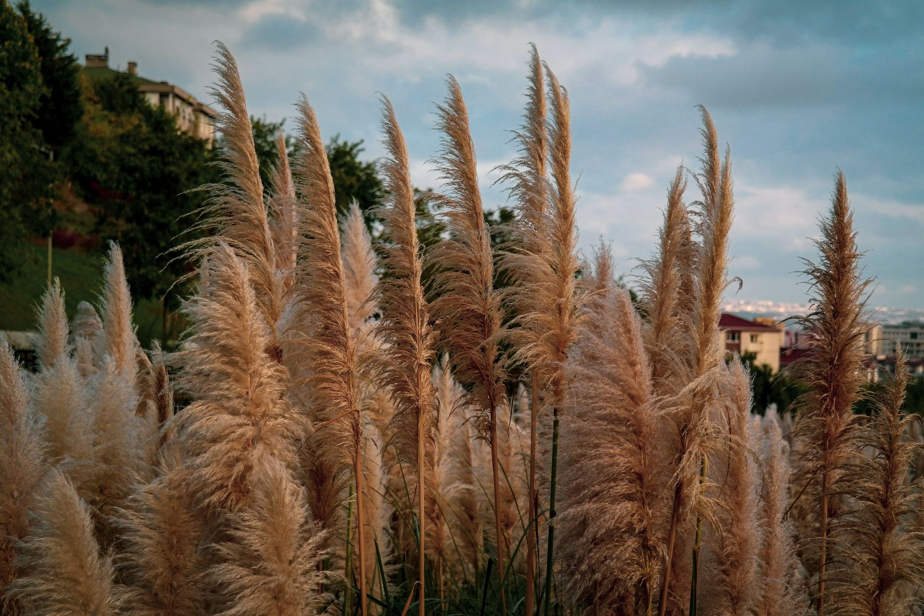 Vibrant pampas grass in a natural outdoor landscape setting under a cloudy sky.
