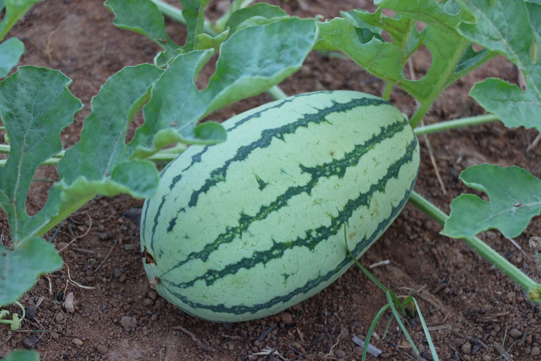 Close-up of a ripe watermelon on the vine, displaying vibrant green colors in an organic garden setting.