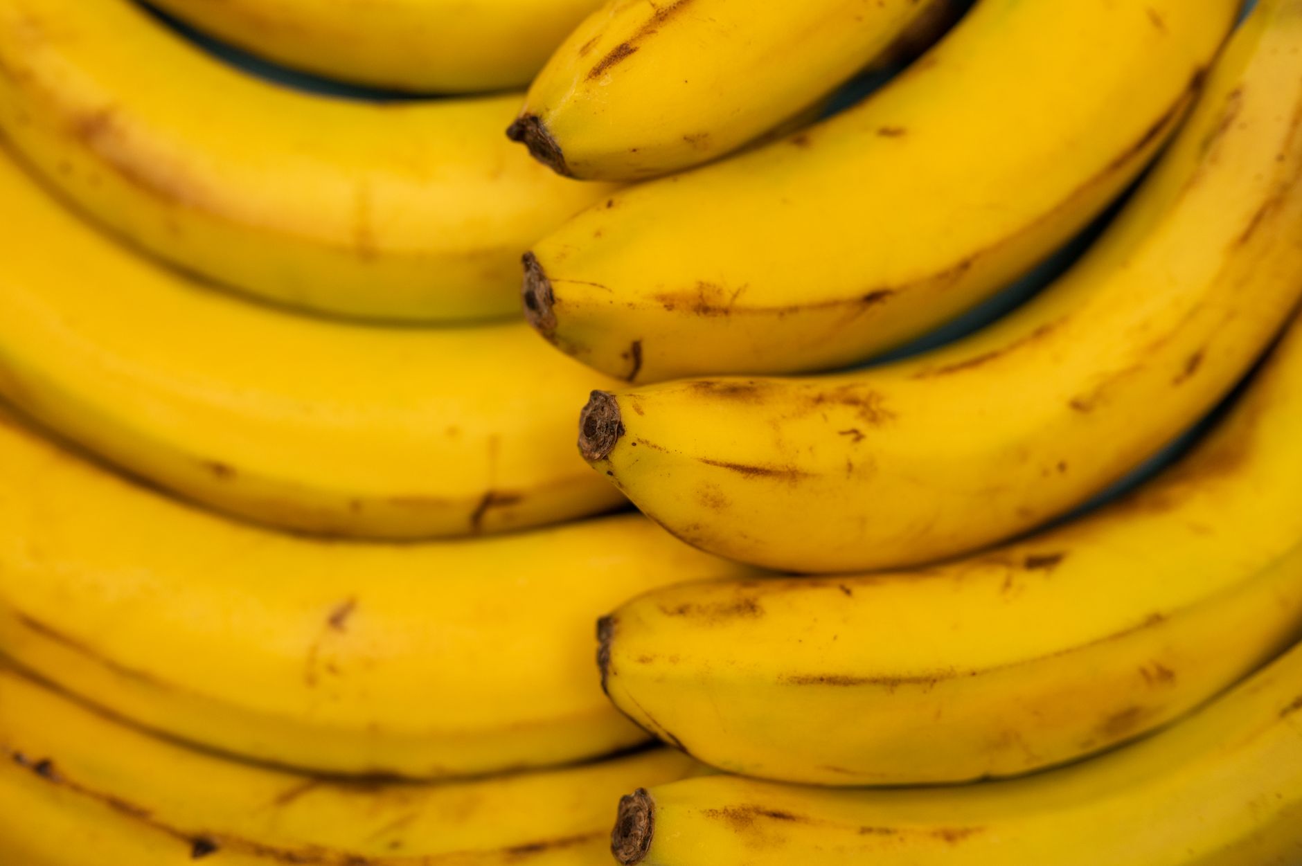 Overhead view of delicious fresh bananas with pleasant scent and spots on smooth yellow peel
