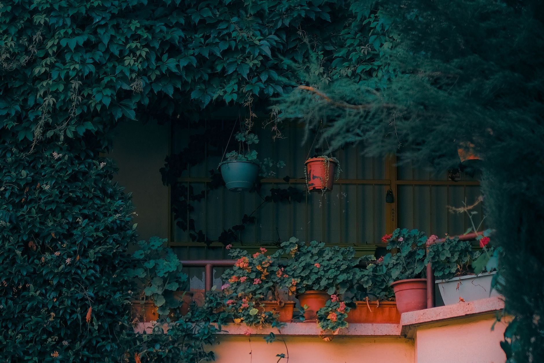 Overgrown balcony garden filled with ivy and vibrant hanging pots.