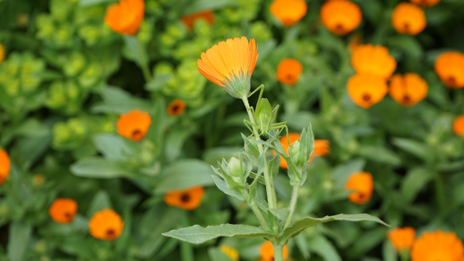 Bright orange calendula flowers in bloom, showcasing nature's vibrant beauty.