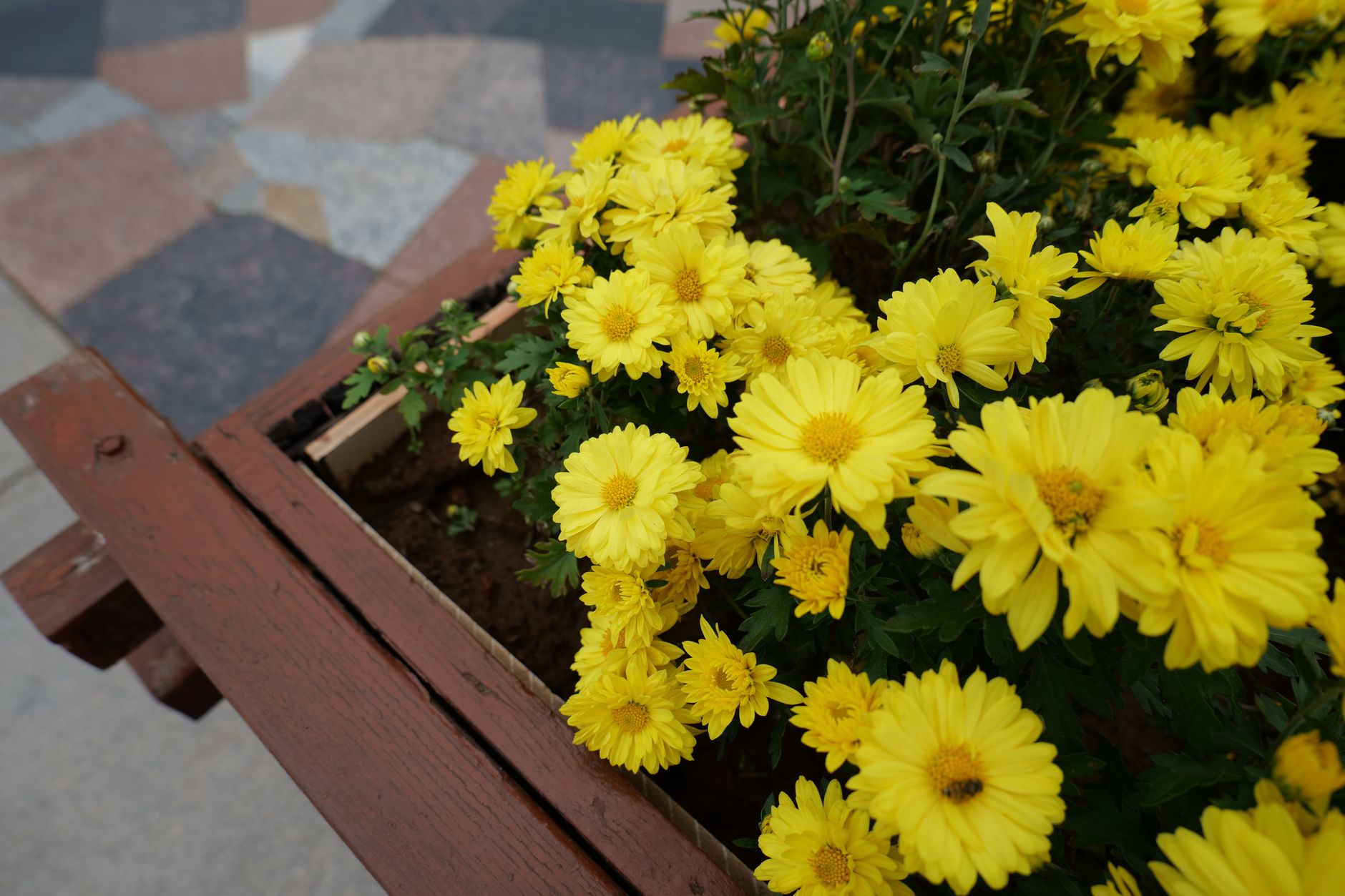 Vibrant yellow chrysanthemums in a wooden planter on a tiled patio, showcasing autumn blooms.