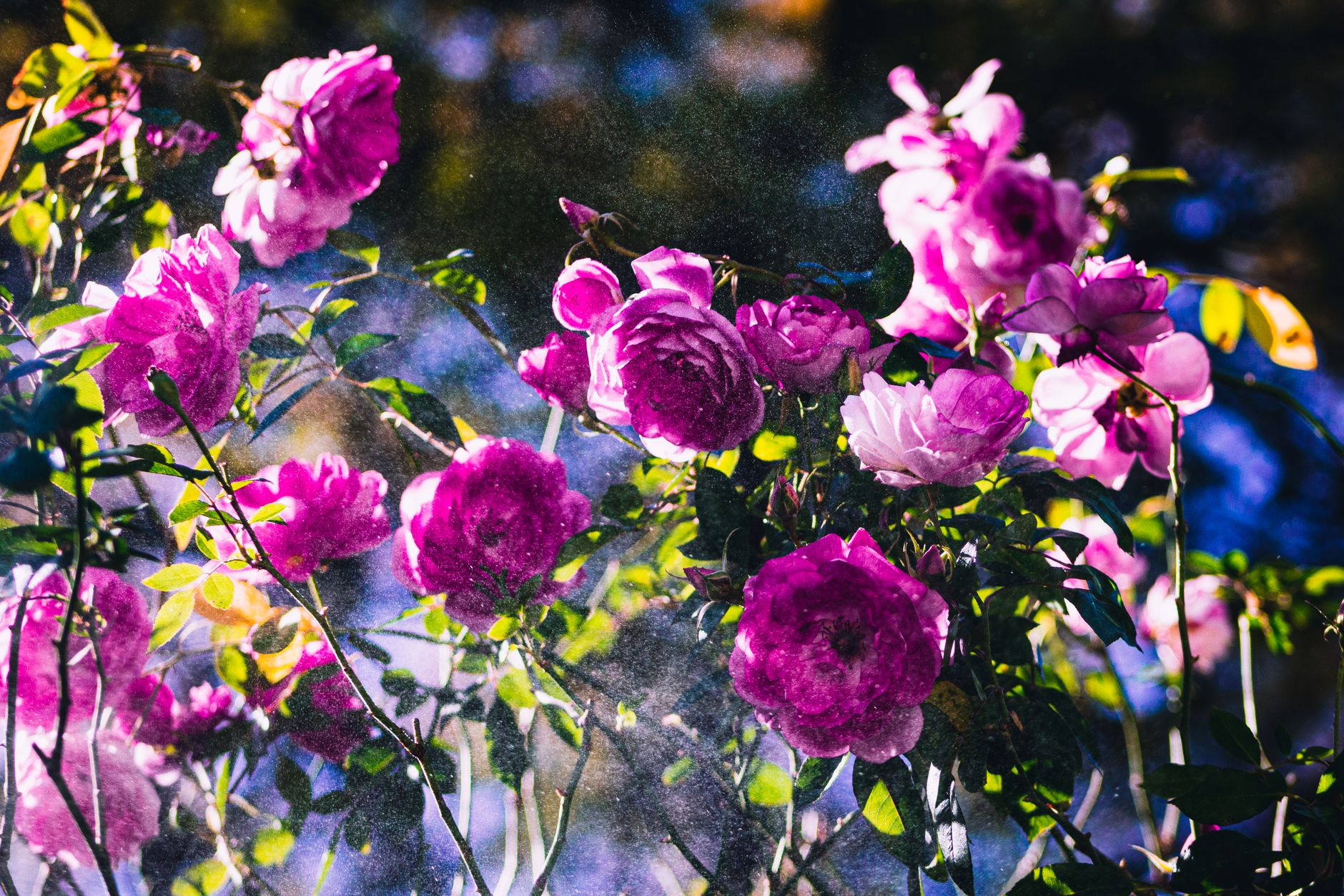 A dazzling display of blooming pink roses captured with natural sunlight, highlighting their vivid color and delicate petals.