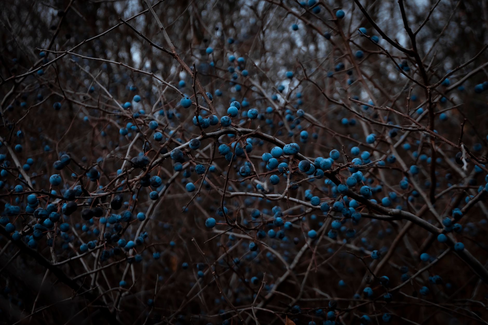 Close-up of blue berries on dense branches in autumn forest setting.