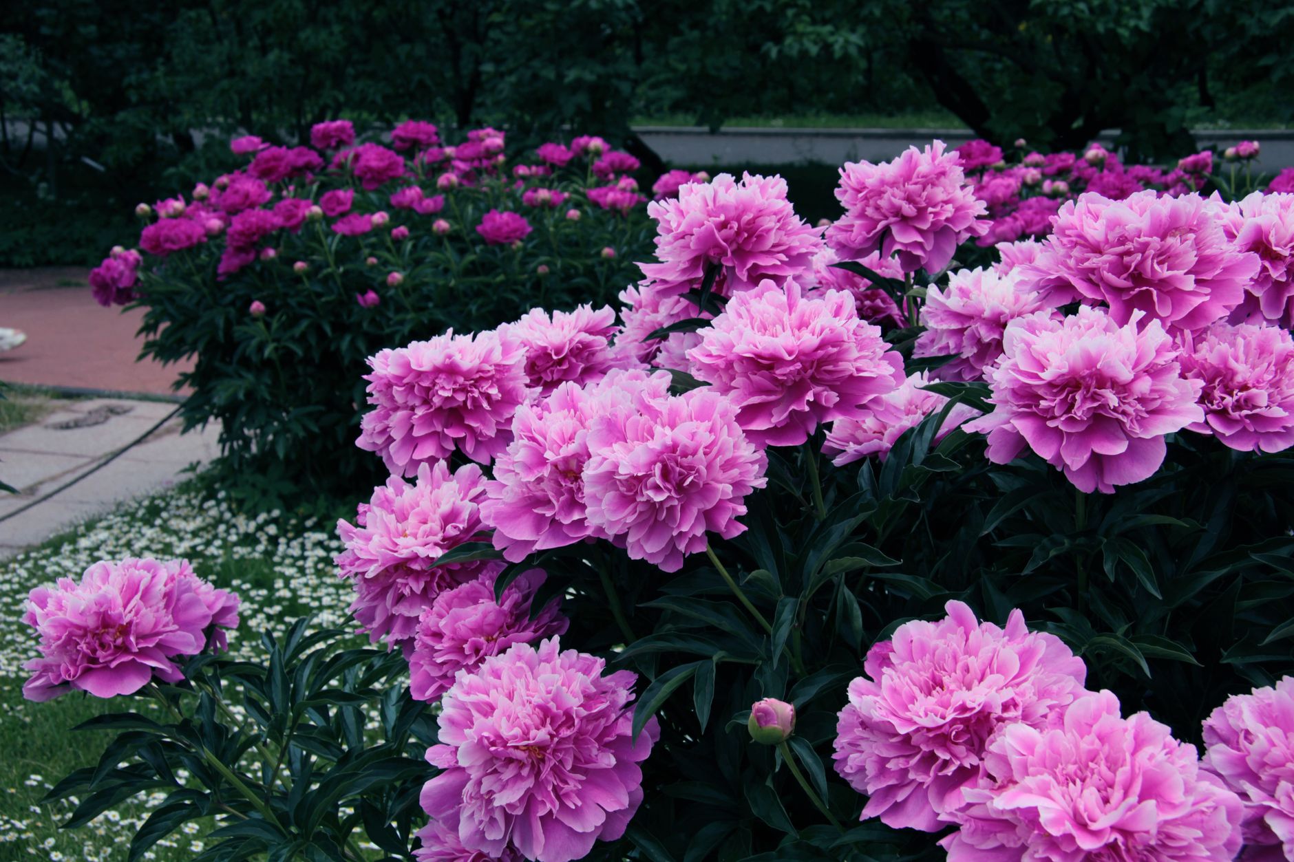 A lush garden filled with vibrant pink peonies, showcasing their beauty in a natural setting.