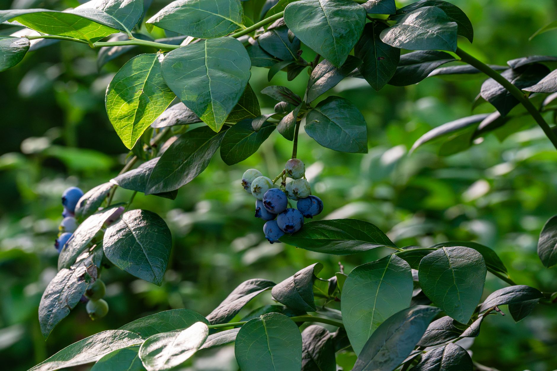 Close-up of ripe blueberries on leafy branches in Myślenice, Poland. Vibrant nature scene.