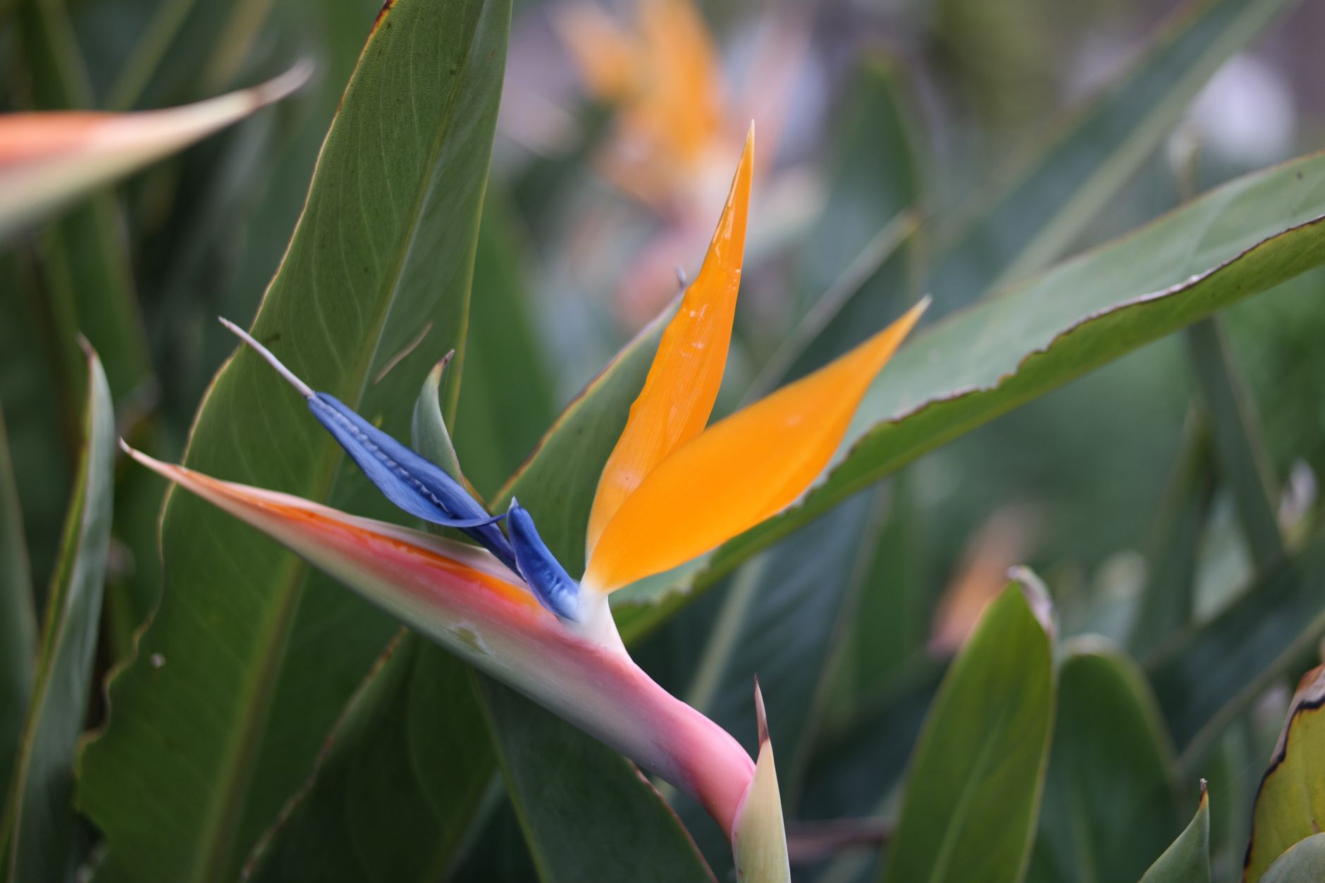 A detailed close-up of a vibrant Strelitzia reginae bloom amidst lush green foliage.