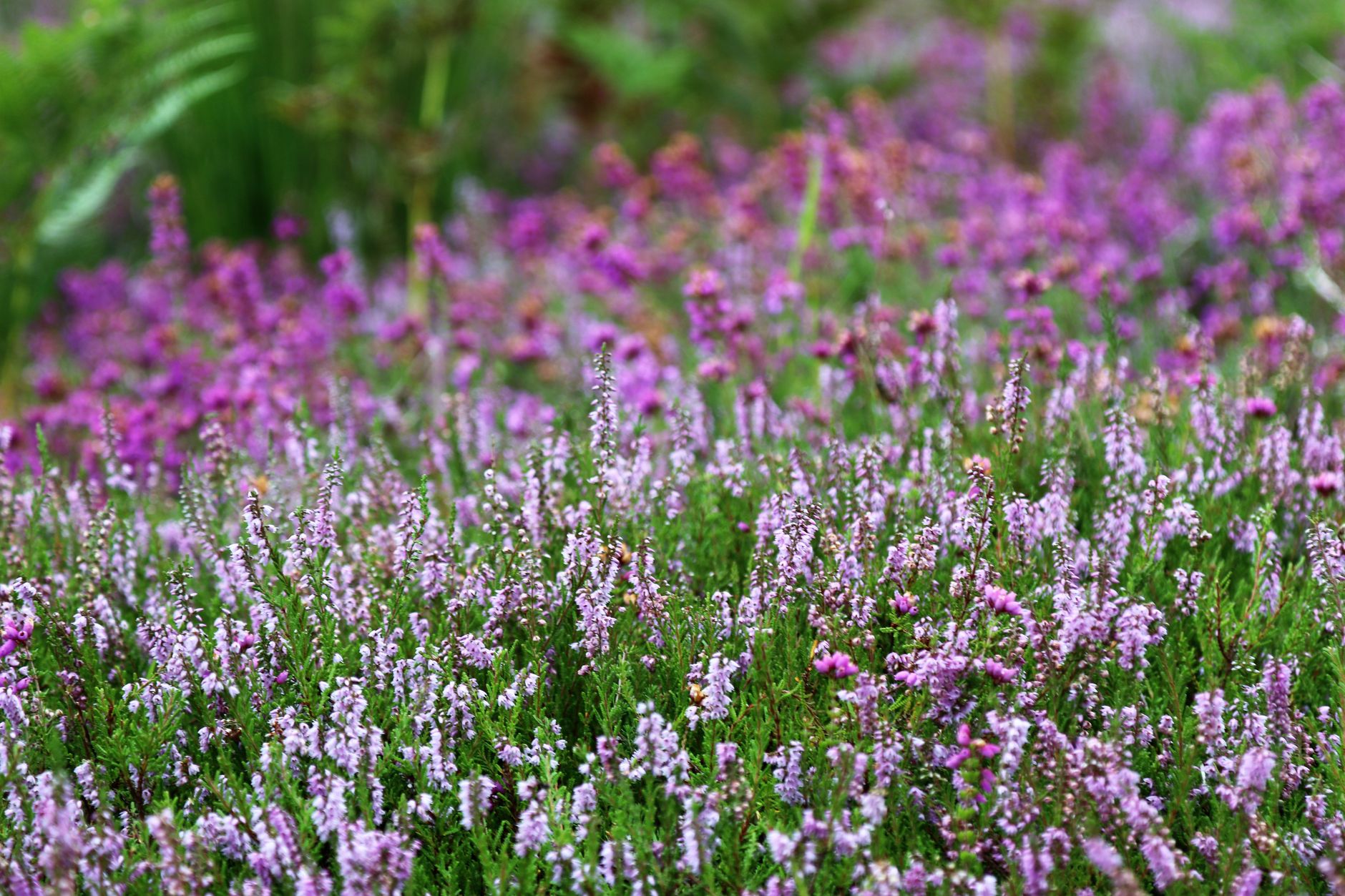 Lush field of vivid purple heather flowers in full bloom during summer.