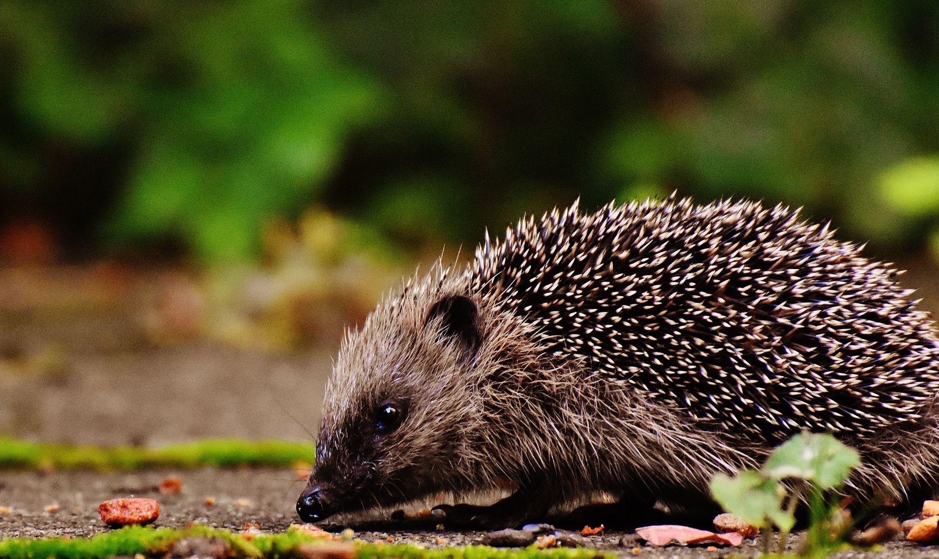 A cute hedgehog foraging for food in a lush outdoor setting, among leaves and moss.