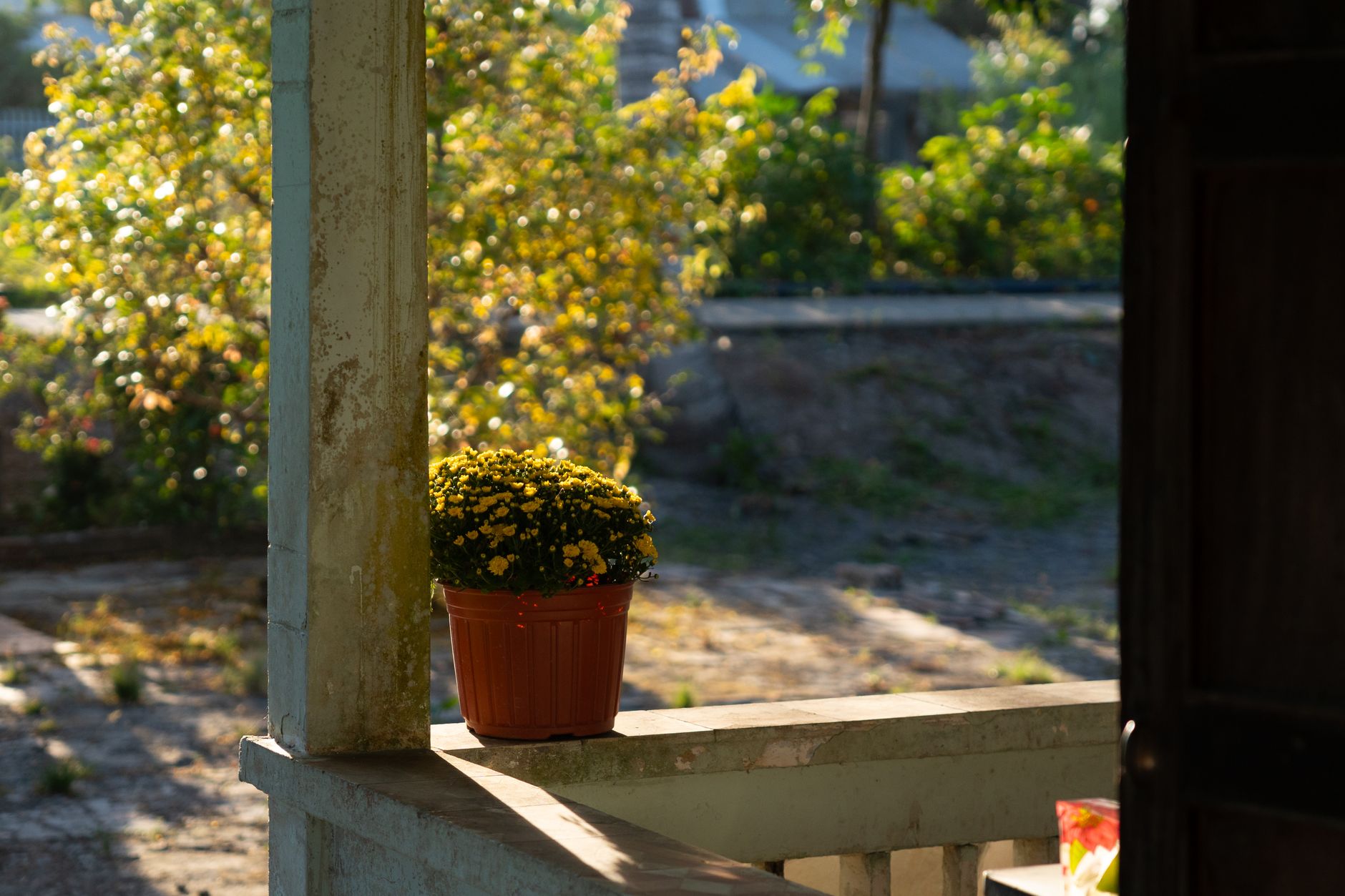 A sunlit porch showcases vibrant chrysanthemums in a pot, offering a serene outdoor scene.