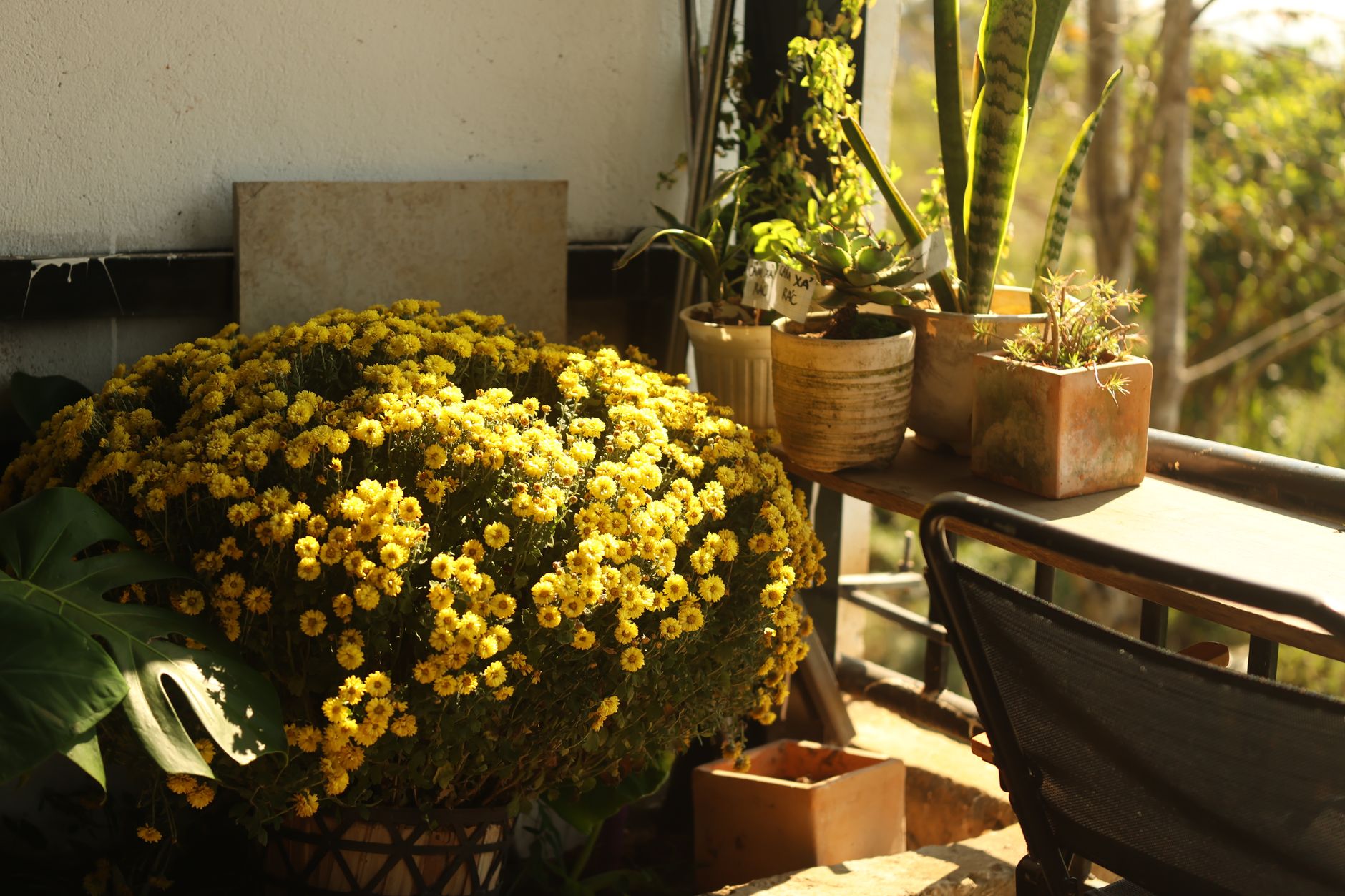 A cozy balcony garden featuring vibrant yellow chrysanthemums in sunlight.