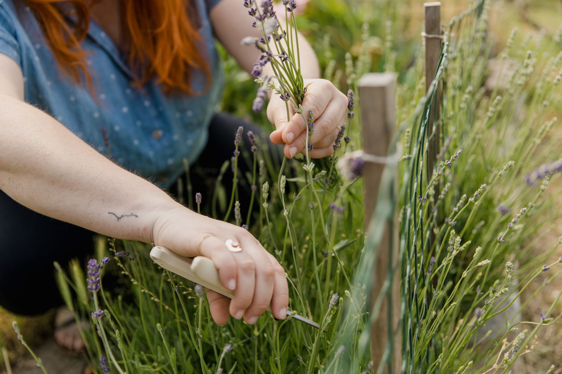 A gardener with tattoo trims lavender stems in an outdoor garden, showcasing detailed handwork.