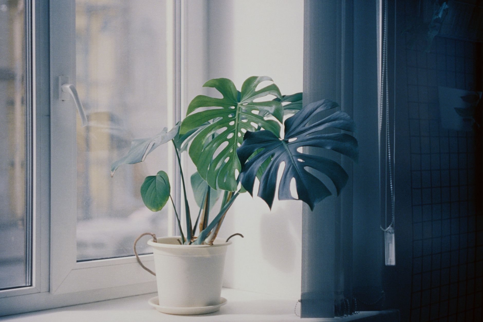 A vibrant monstera plant in a white pot by a sunlit window, casting serene shadows indoors.