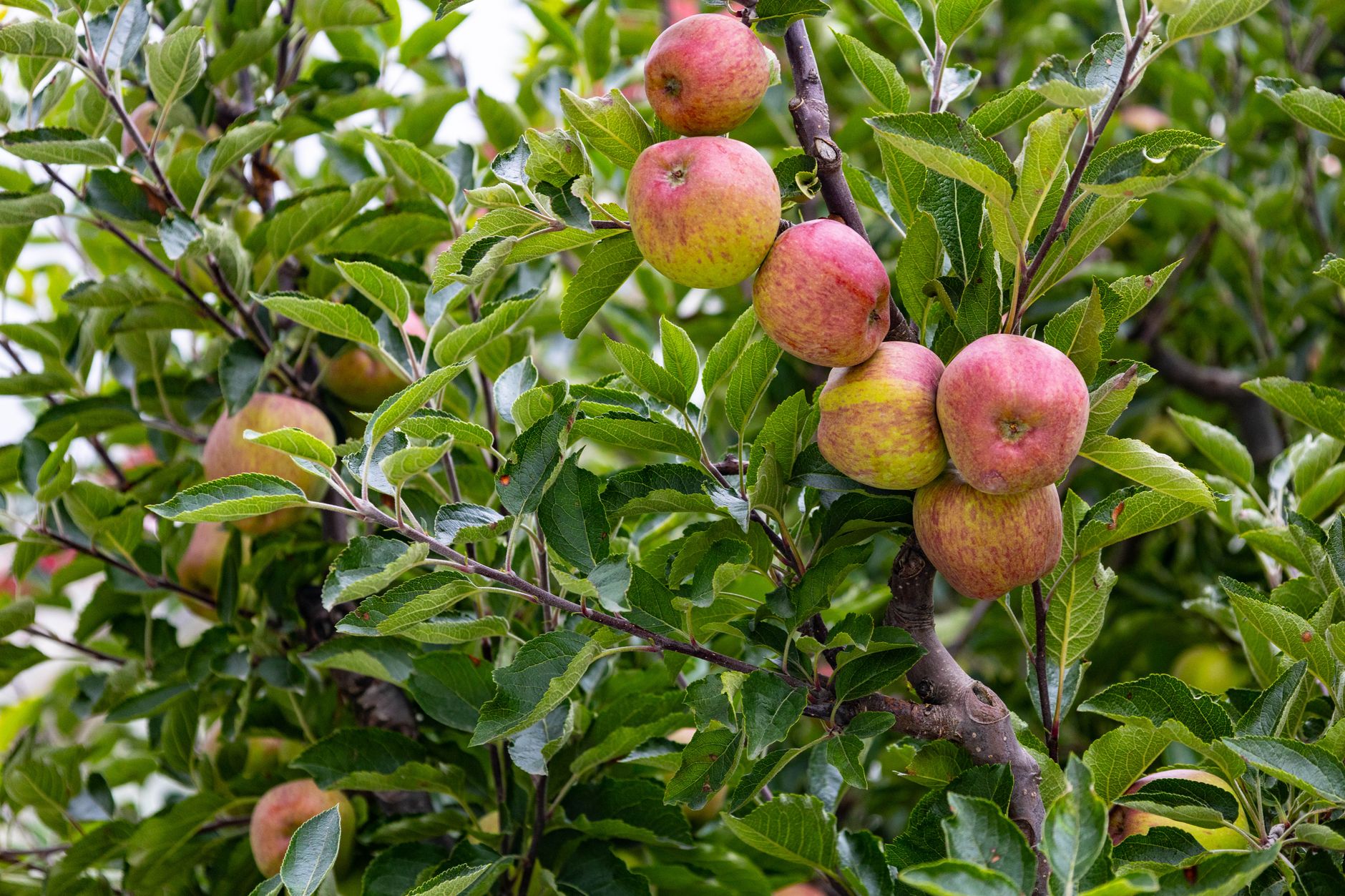 Close-up of fresh ripe apples hanging on the tree in a lush green orchard during autumn.
