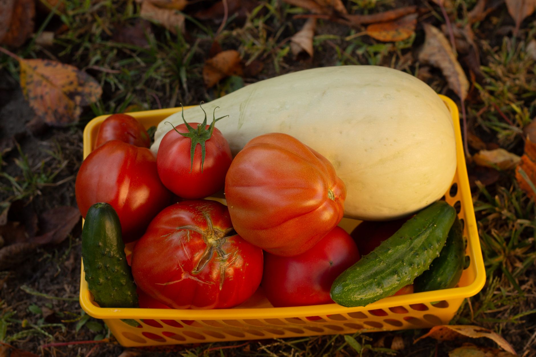 A vibrant assortment of tomatoes, squash, and cucumbers in a yellow basket on grass, perfect for a fresh autumn harvest scene.